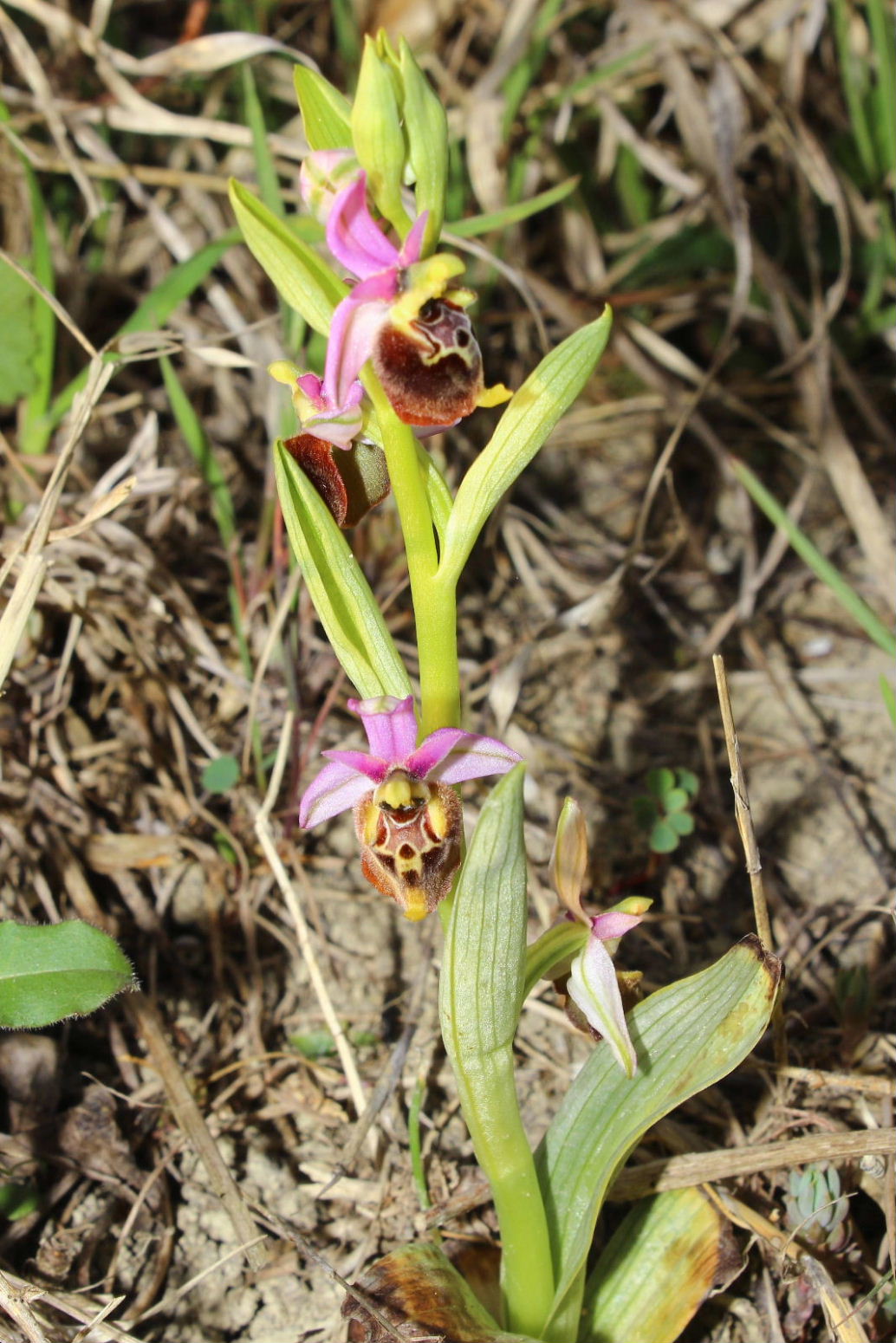 Ophrys holosericea subsp. ??