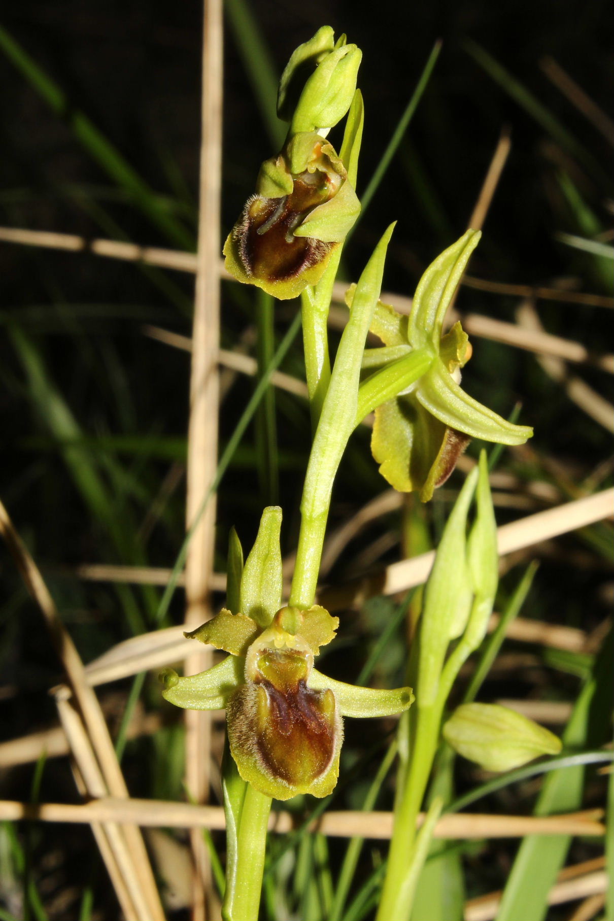 Ophrys araneola ??