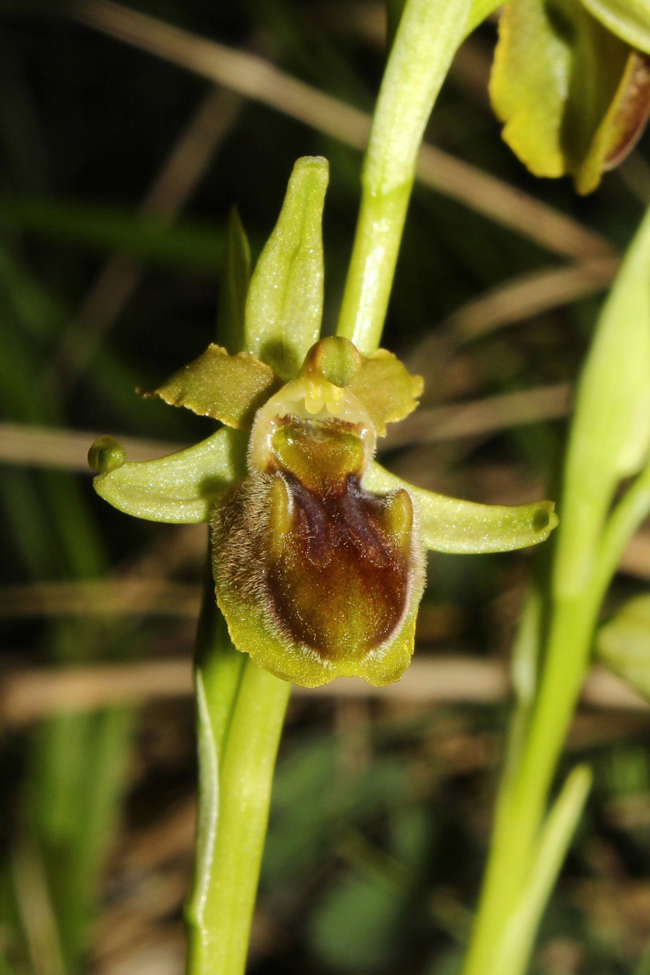 Ophrys araneola ??