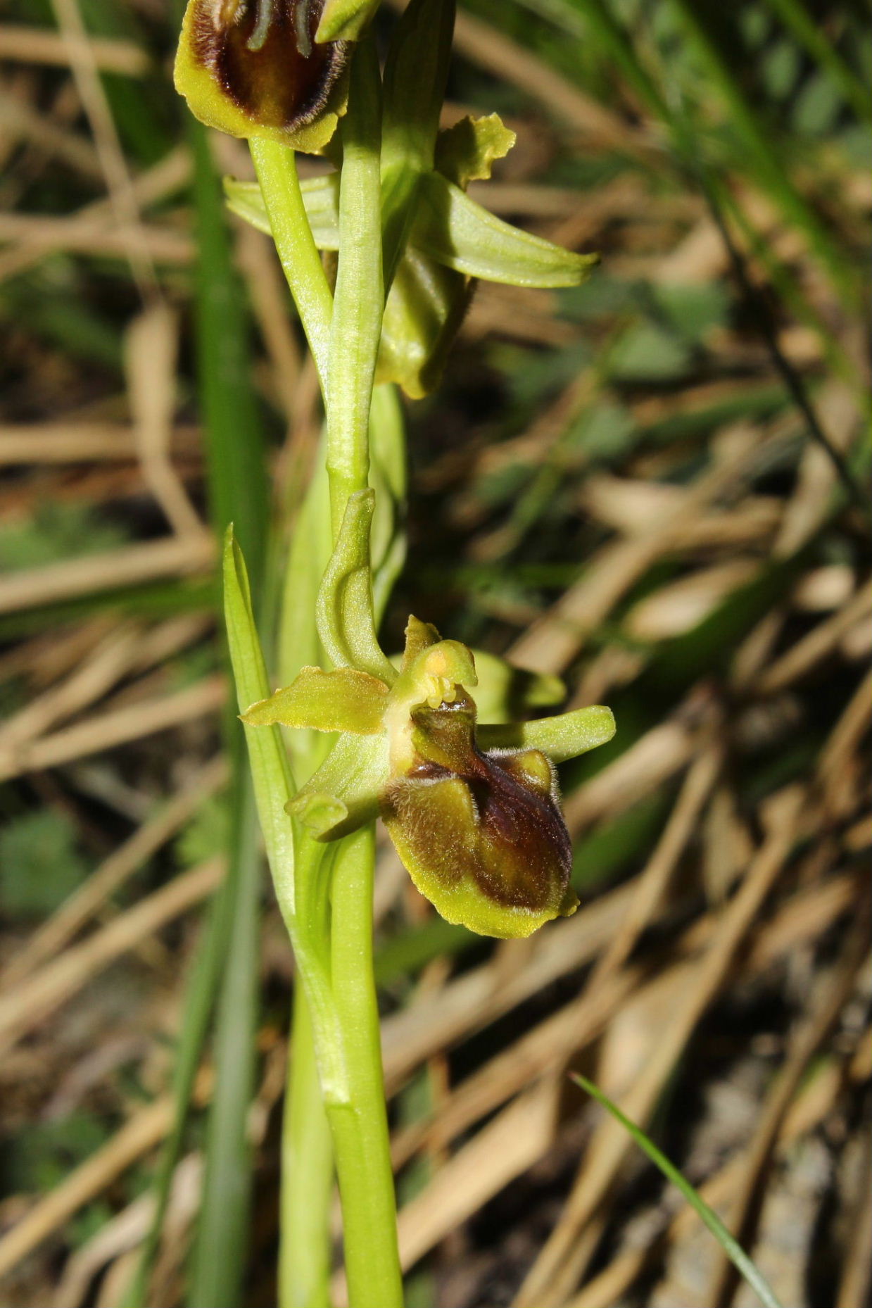 Ophrys araneola ??