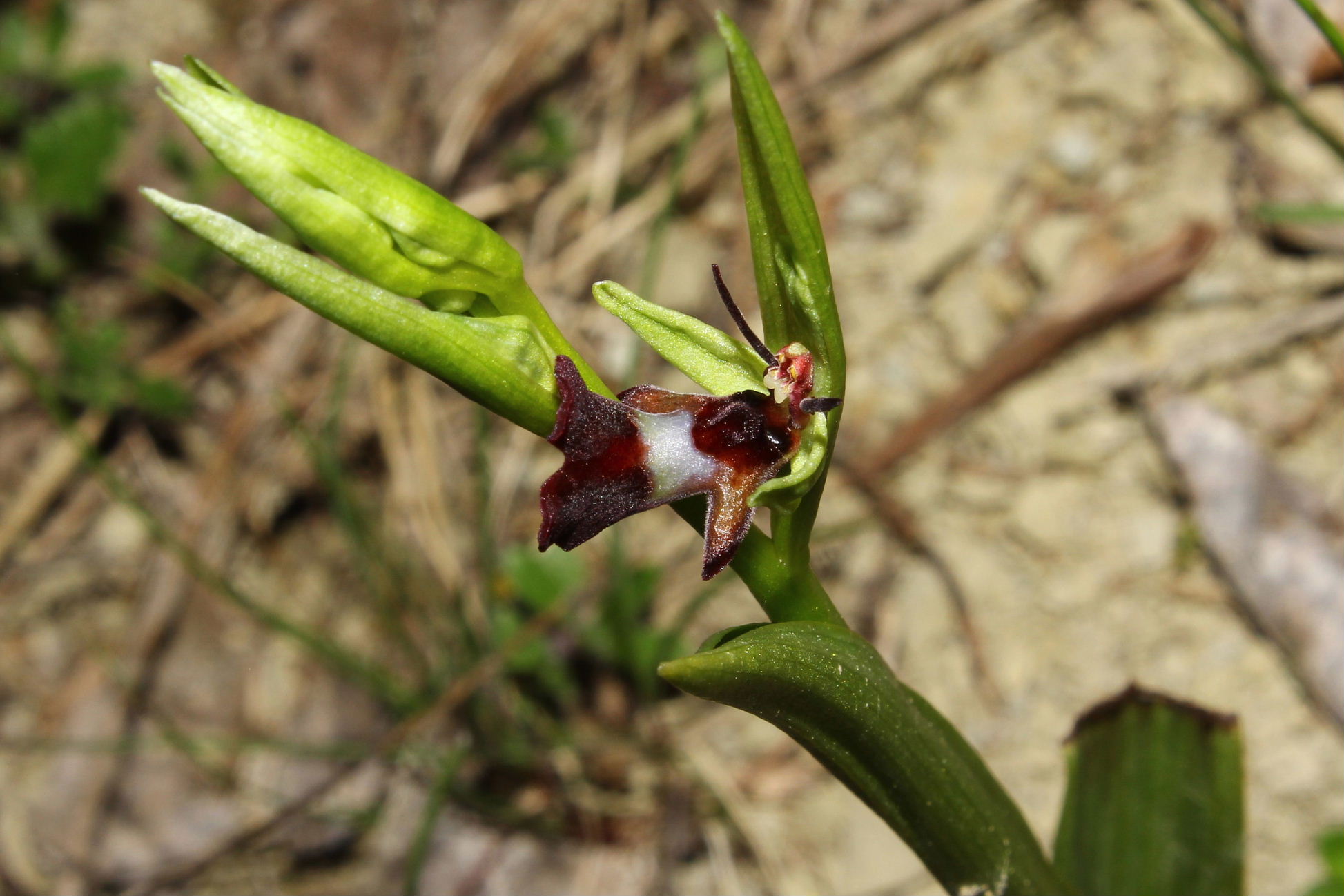 Ophrys insectifera