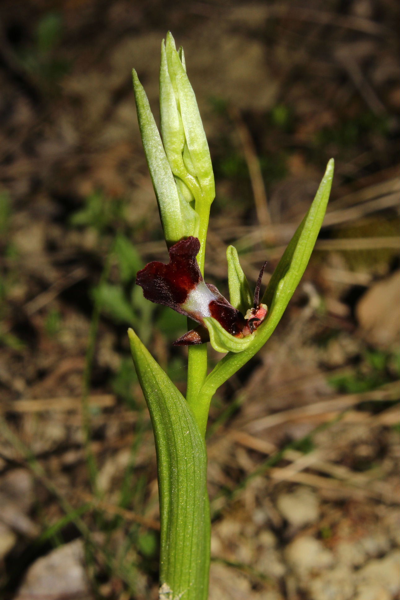 Ophrys insectifera