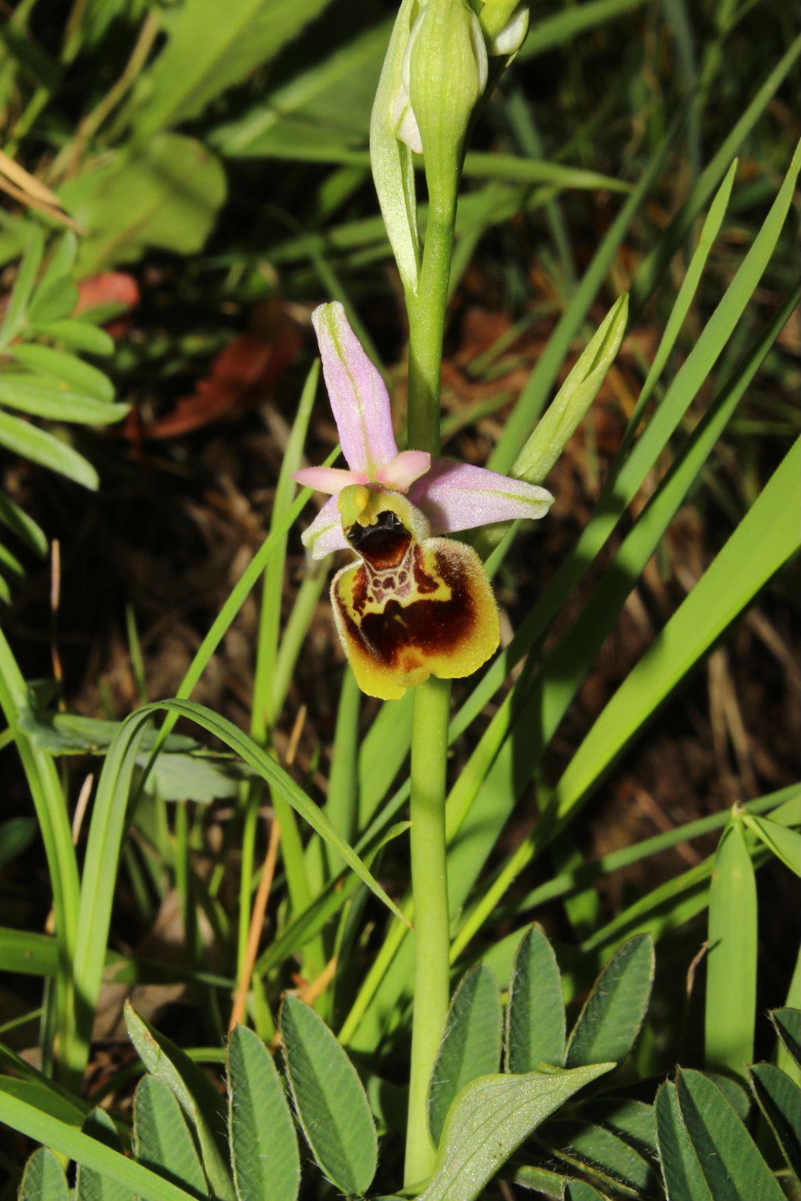 Ophrys holosericea strana da determinare