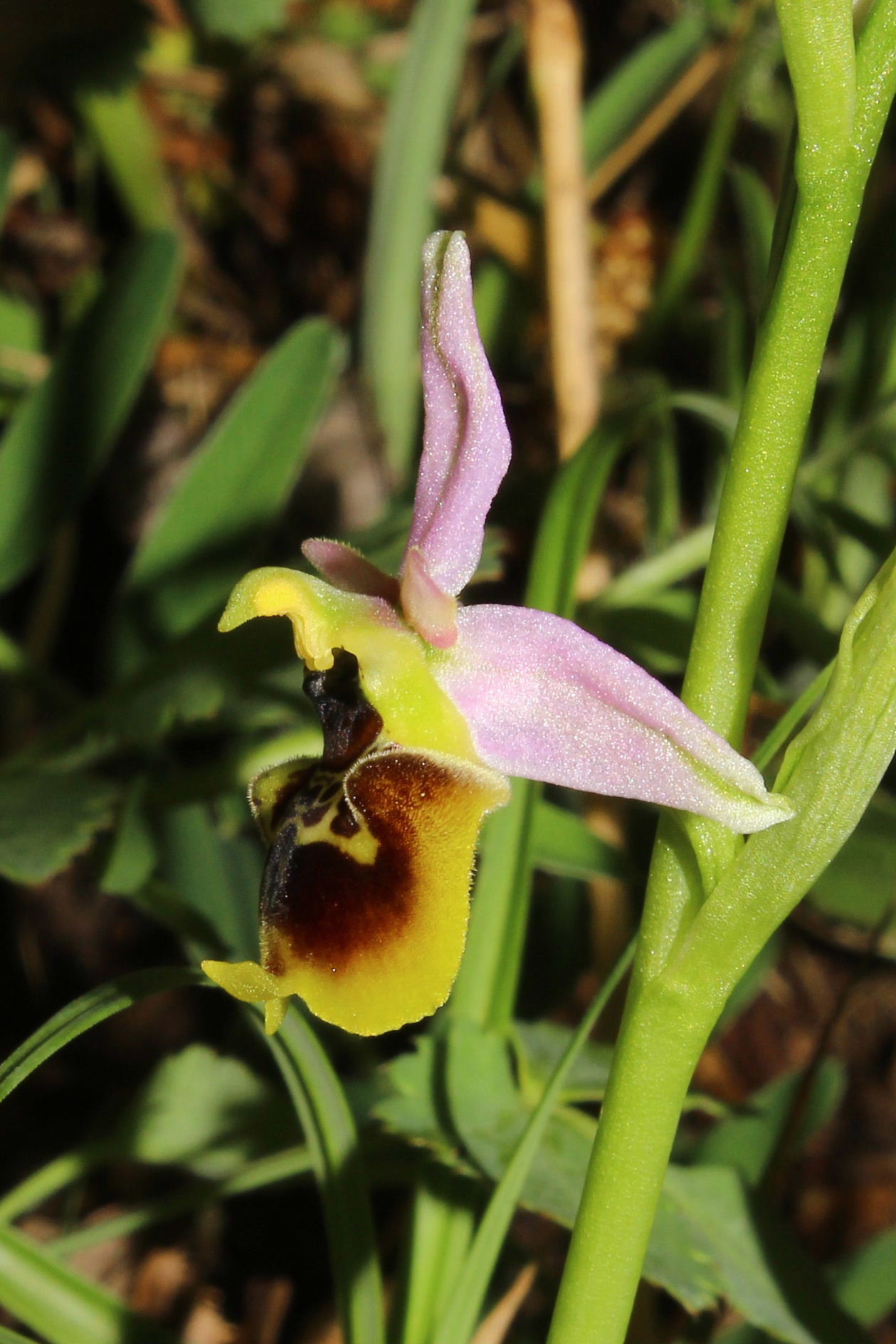 Ophrys holosericea strana da determinare