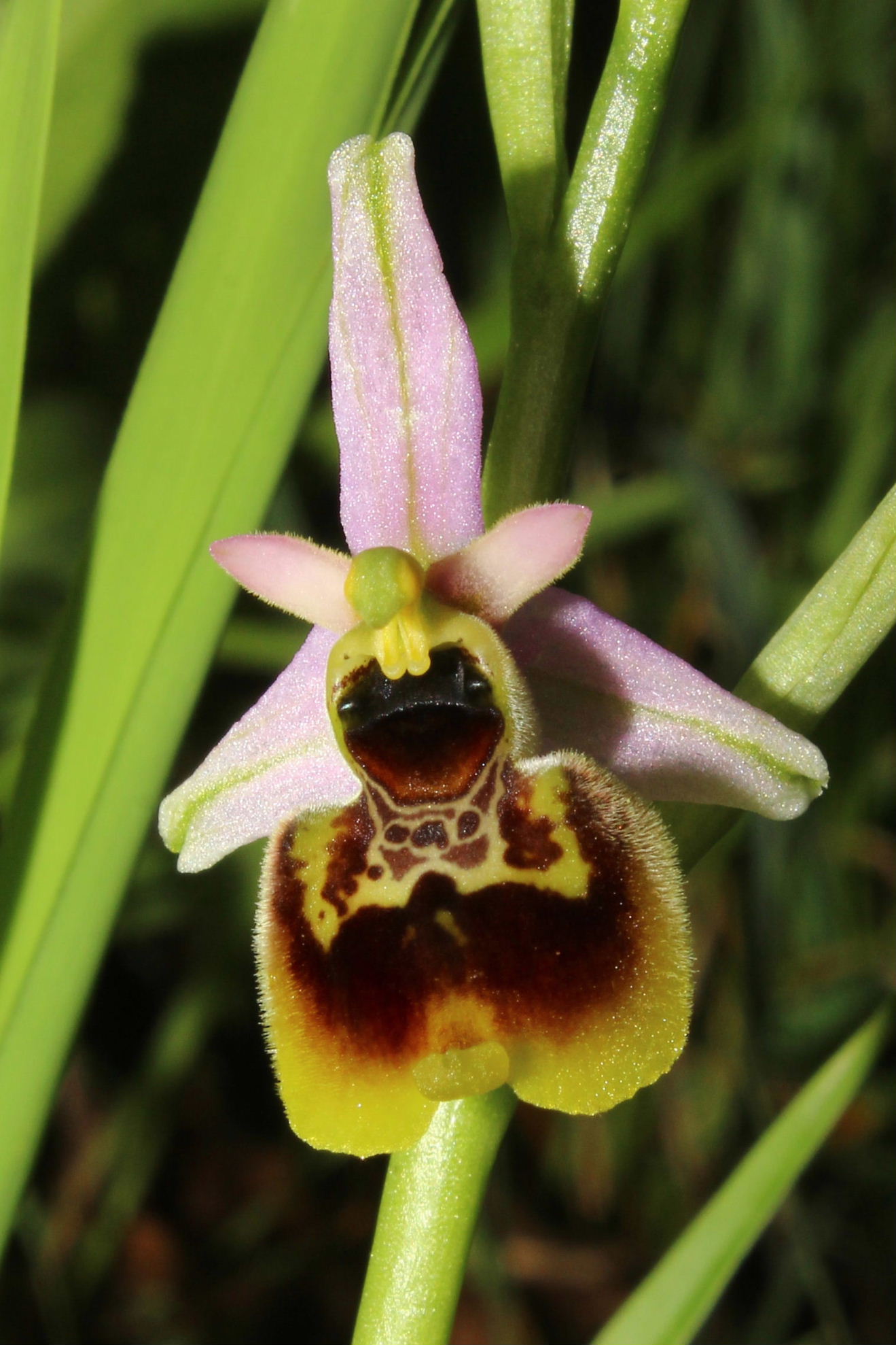 Ophrys holosericea strana da determinare