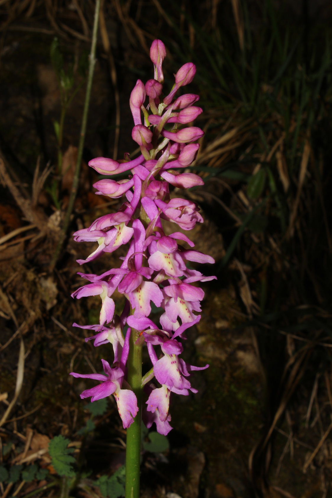 Orchis xperginziana