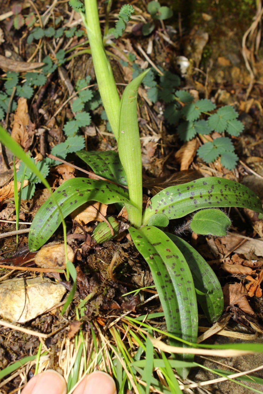 Orchis xperginziana