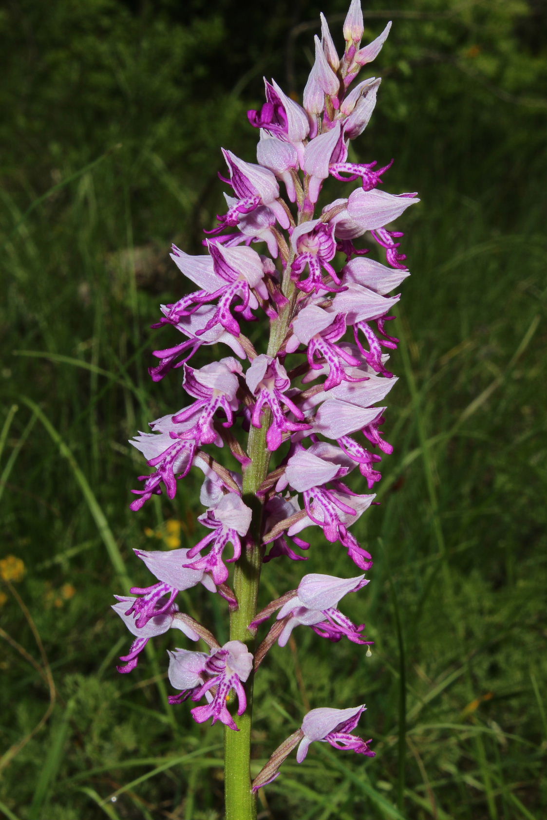 Orchis x hybrida (O. purpurea x O. militaris)