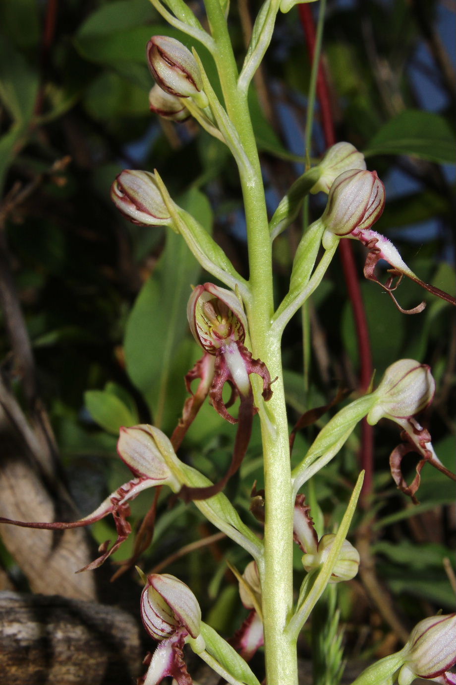 Orchidee varie prov. Genova e Alessandria