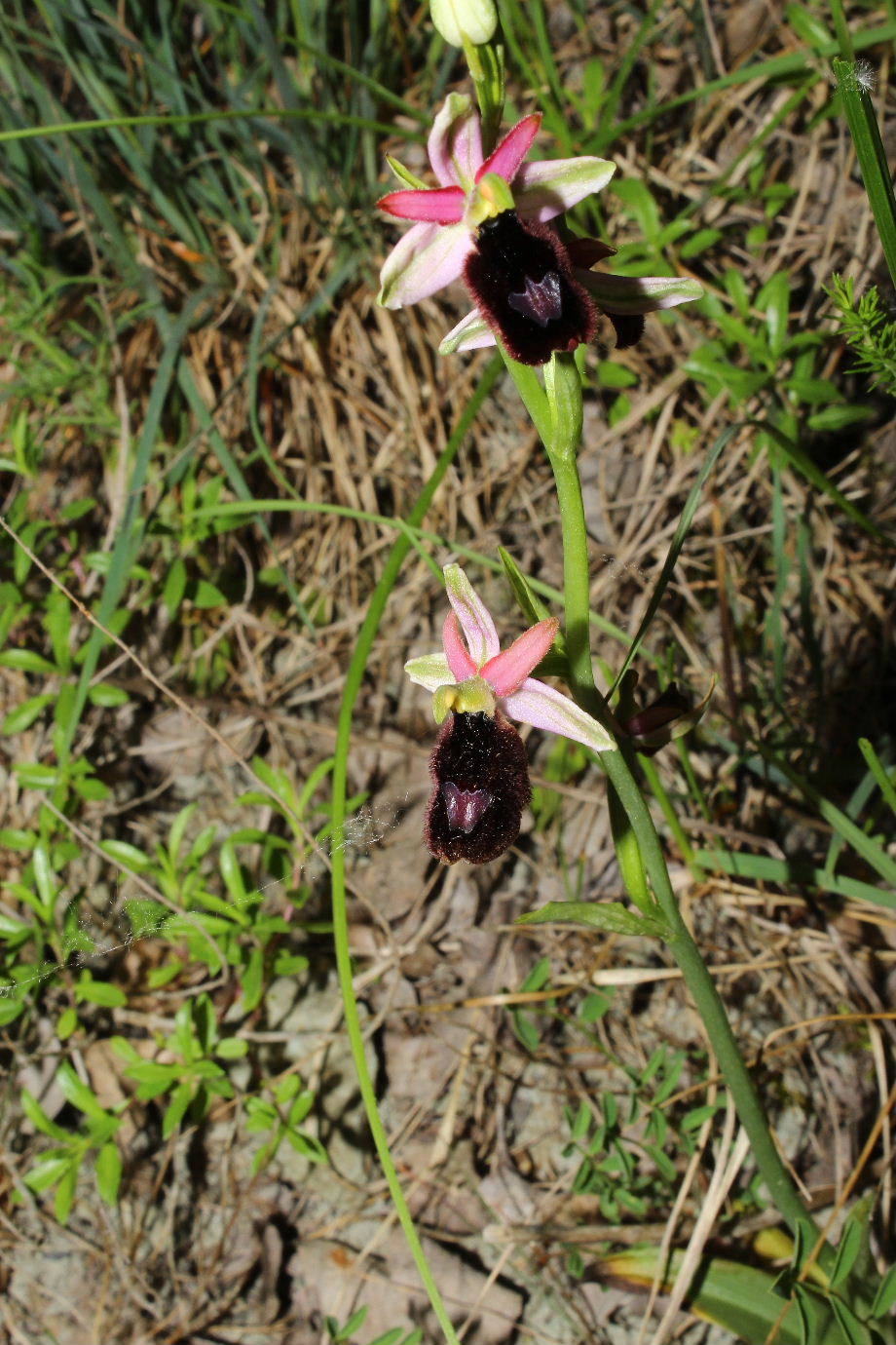 Orchidee varie prov. Genova e Alessandria