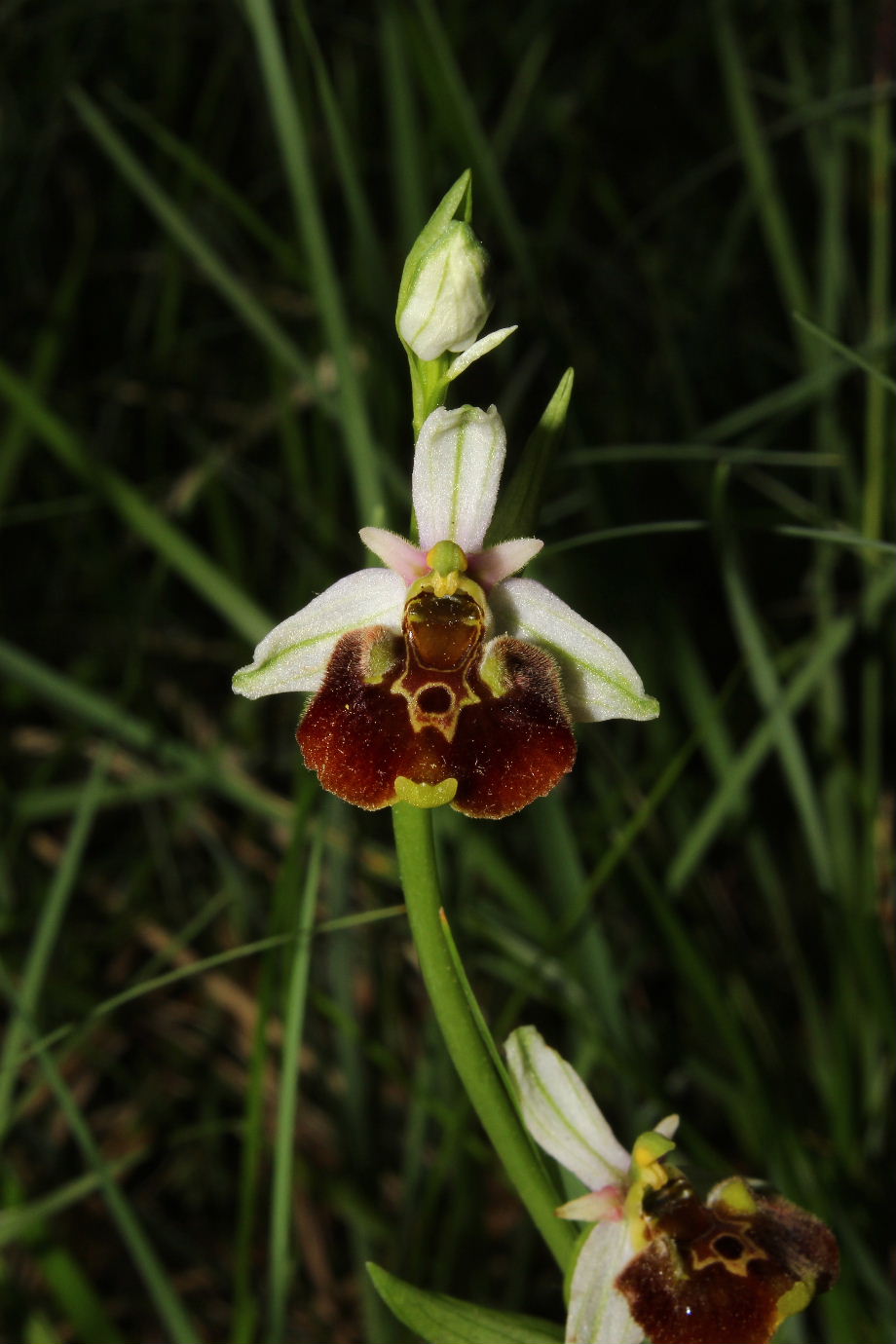 Orchidee varie prov. Genova e Alessandria