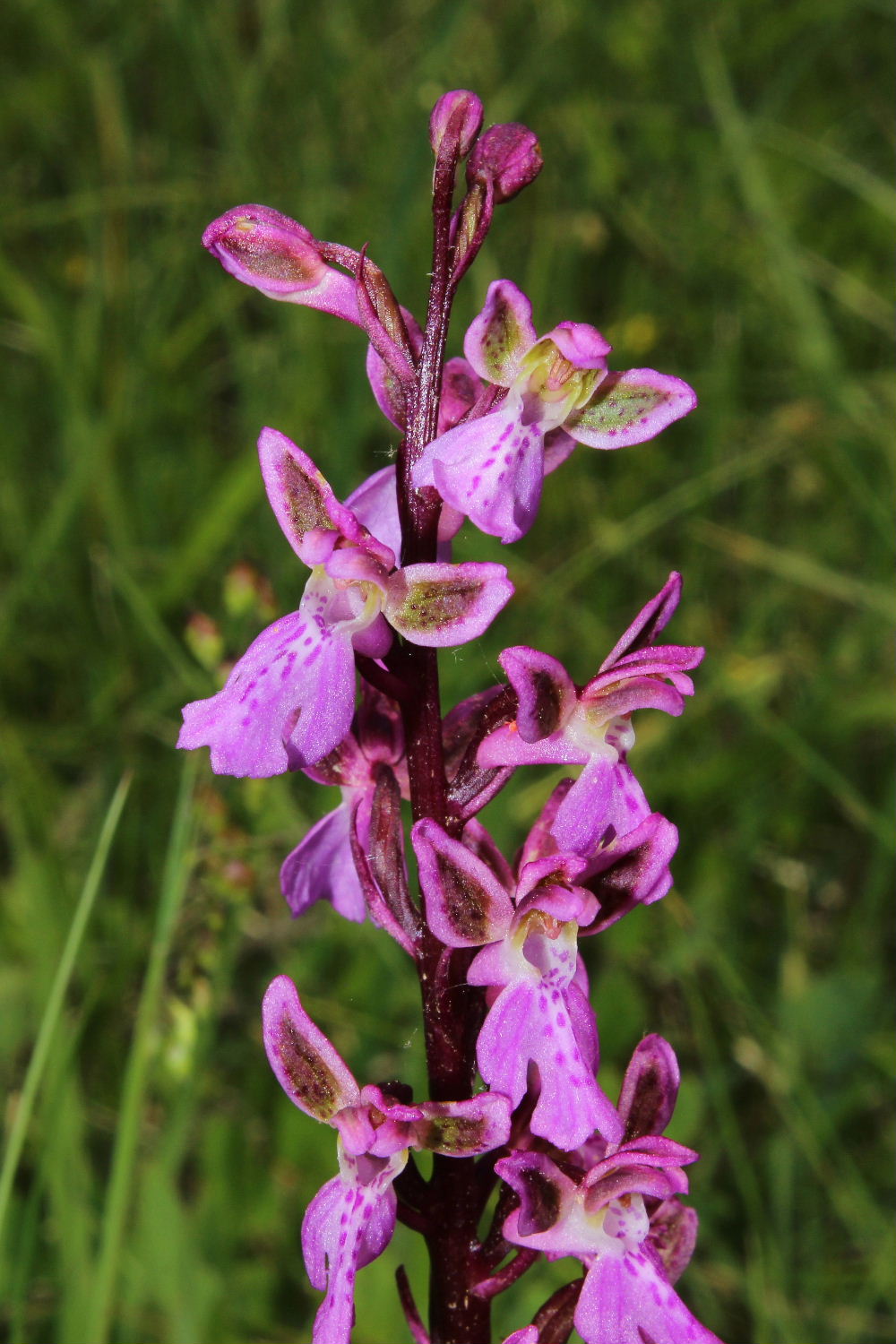 Orchidee varie prov. Genova e Alessandria