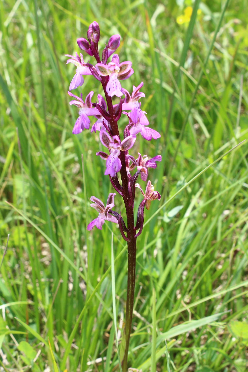 Orchidee varie prov. Genova e Alessandria