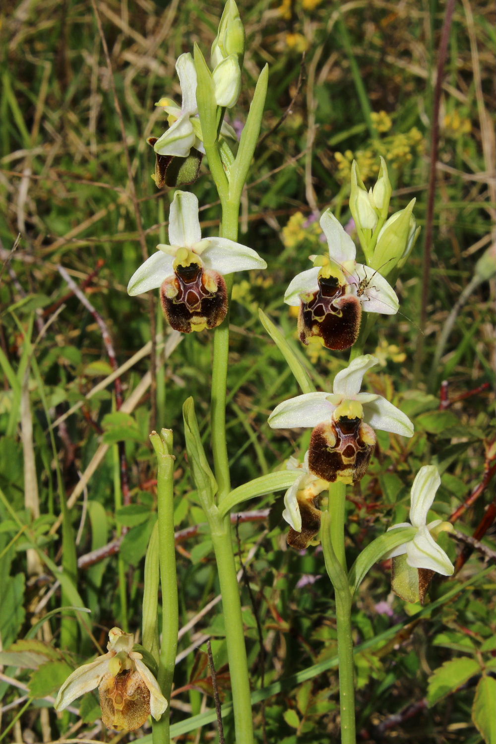 Orchidee varie prov. Genova e Alessandria