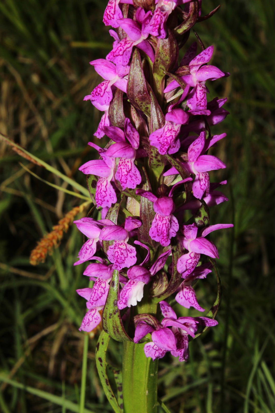 Dactylorhiza da determinare