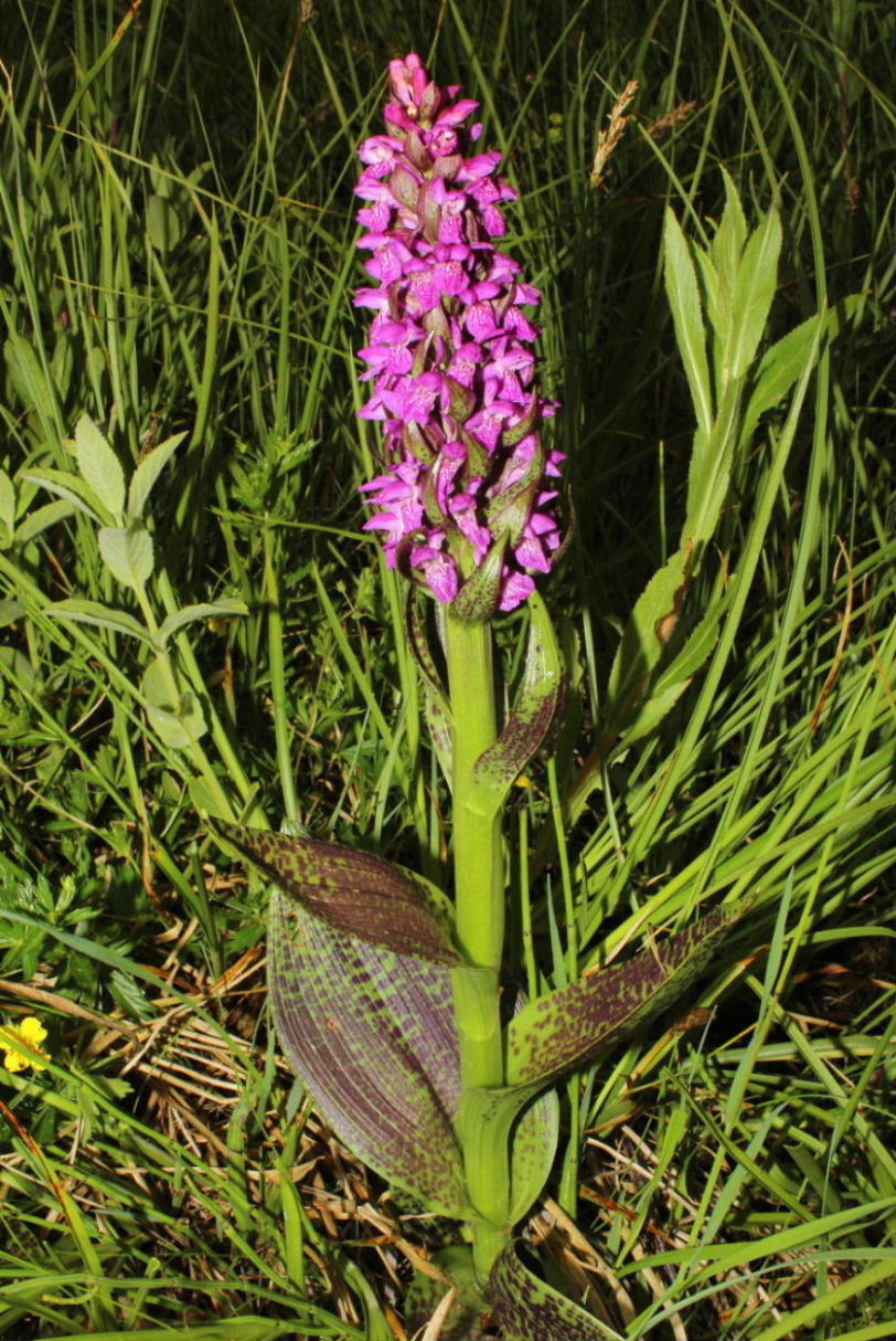 Dactylorhiza da determinare