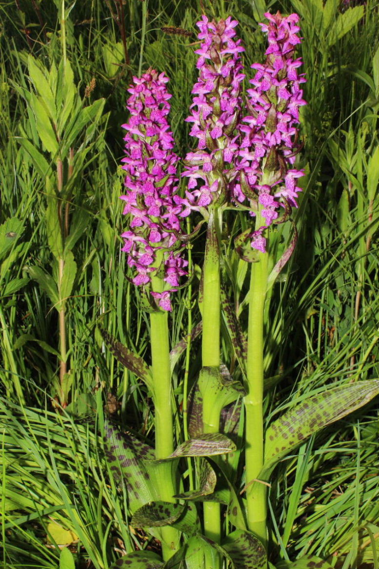 Dactylorhiza da determinare