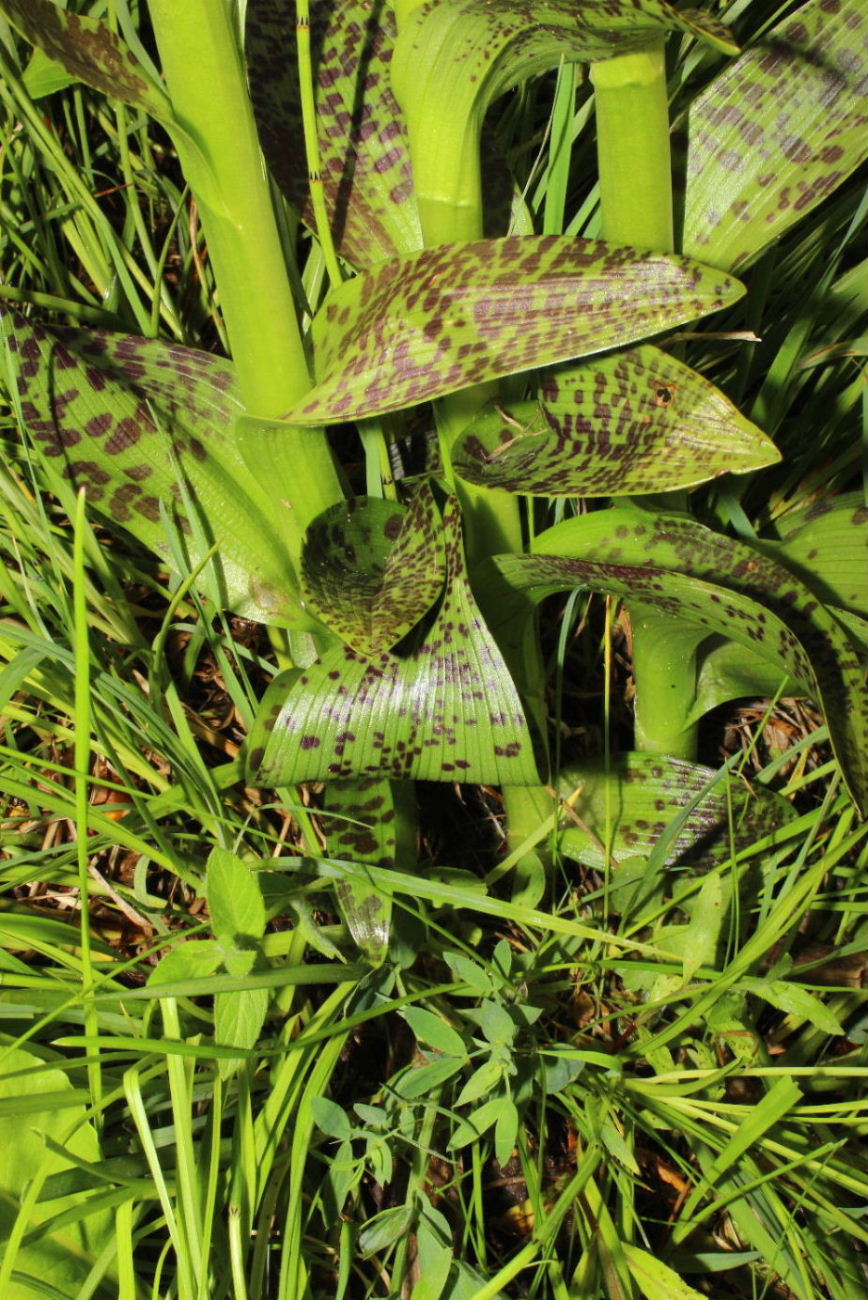 Dactylorhiza da determinare