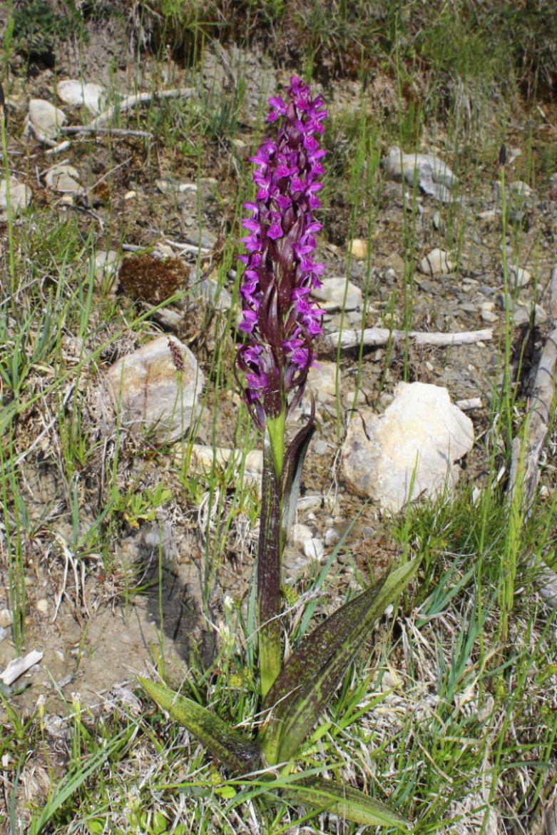 Dactylorhiza da determinare