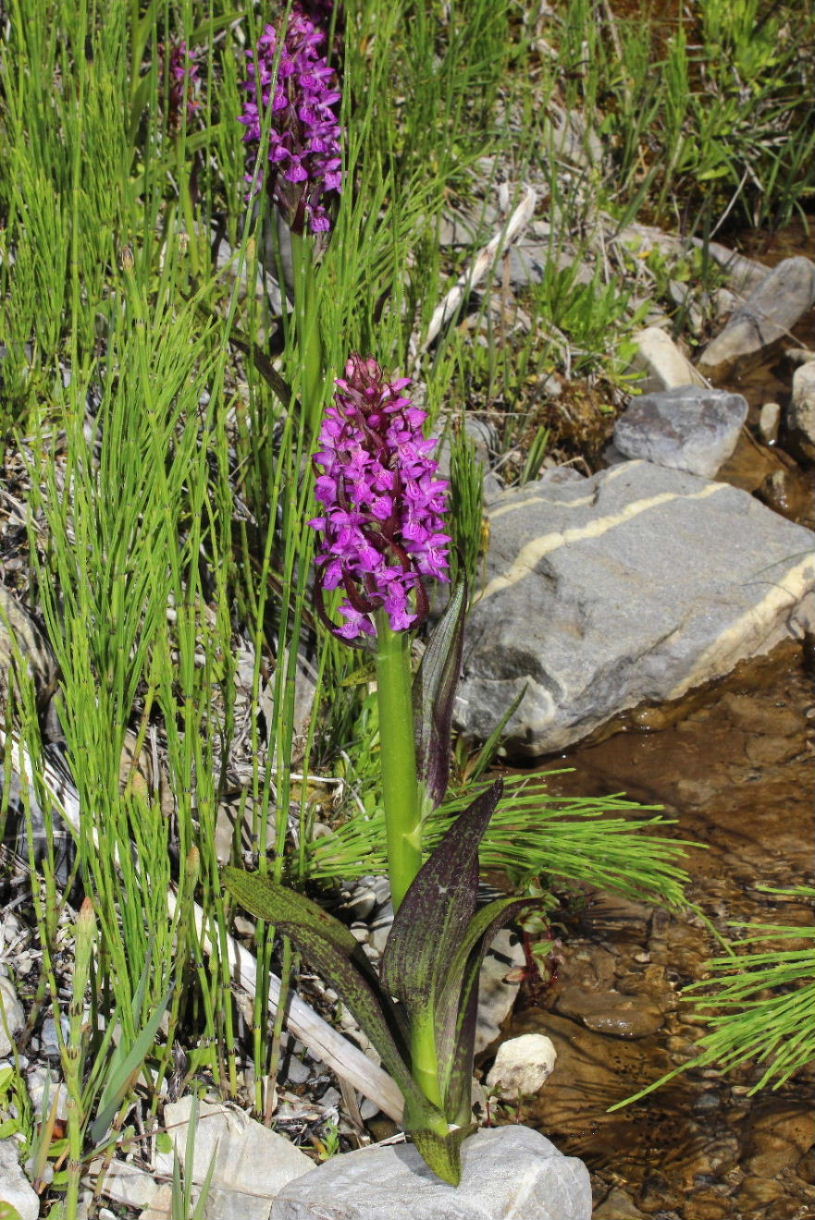 Dactylorhiza da determinare