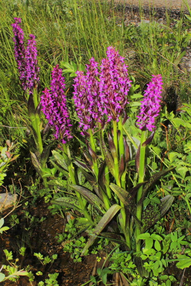 Dactylorhiza da determinare