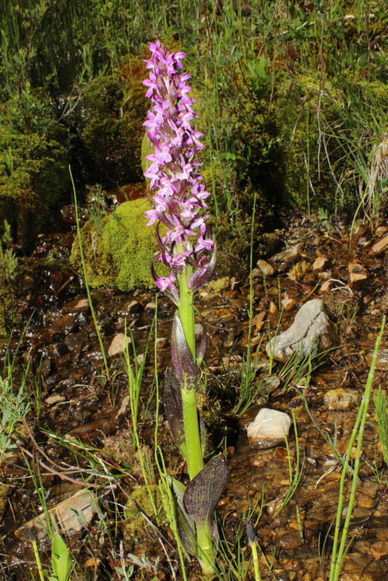 Dactylorhiza da determinare