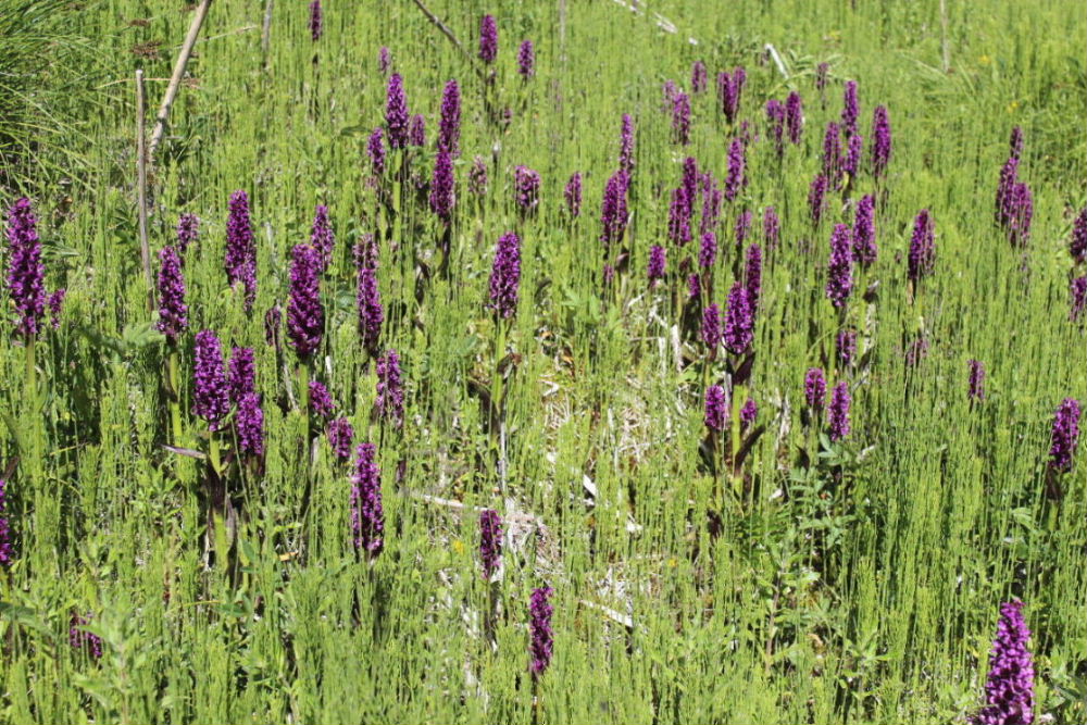 Dactylorhiza da determinare