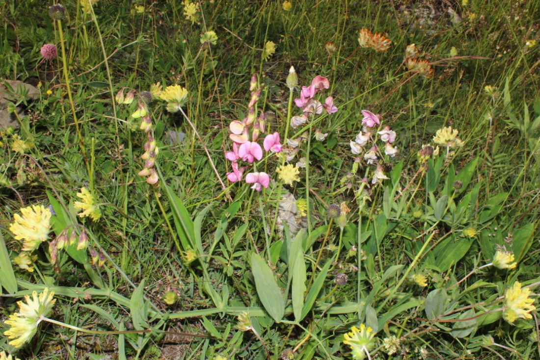 Lathyrus heterophyllus /  Cicerchia a foglie disuguali