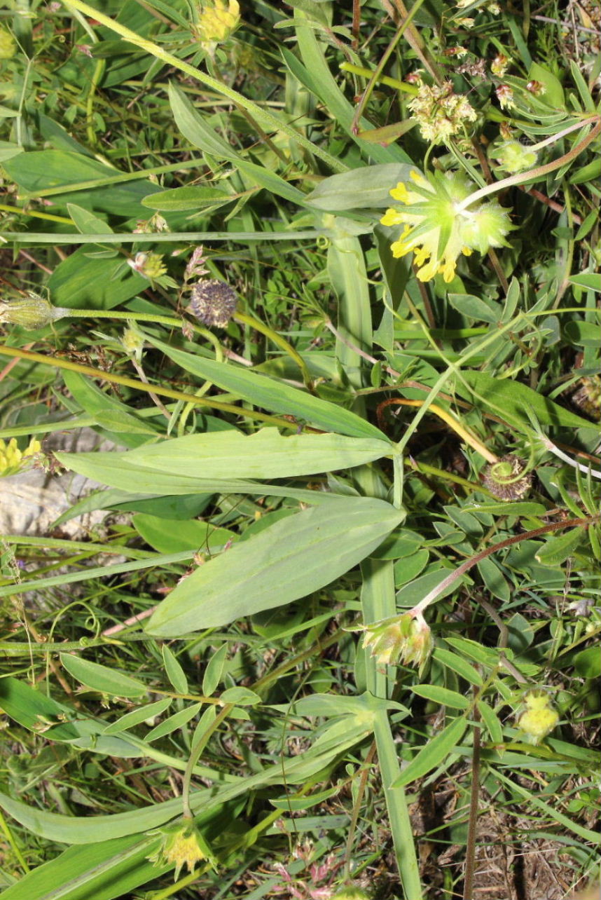 Lathyrus heterophyllus /  Cicerchia a foglie disuguali