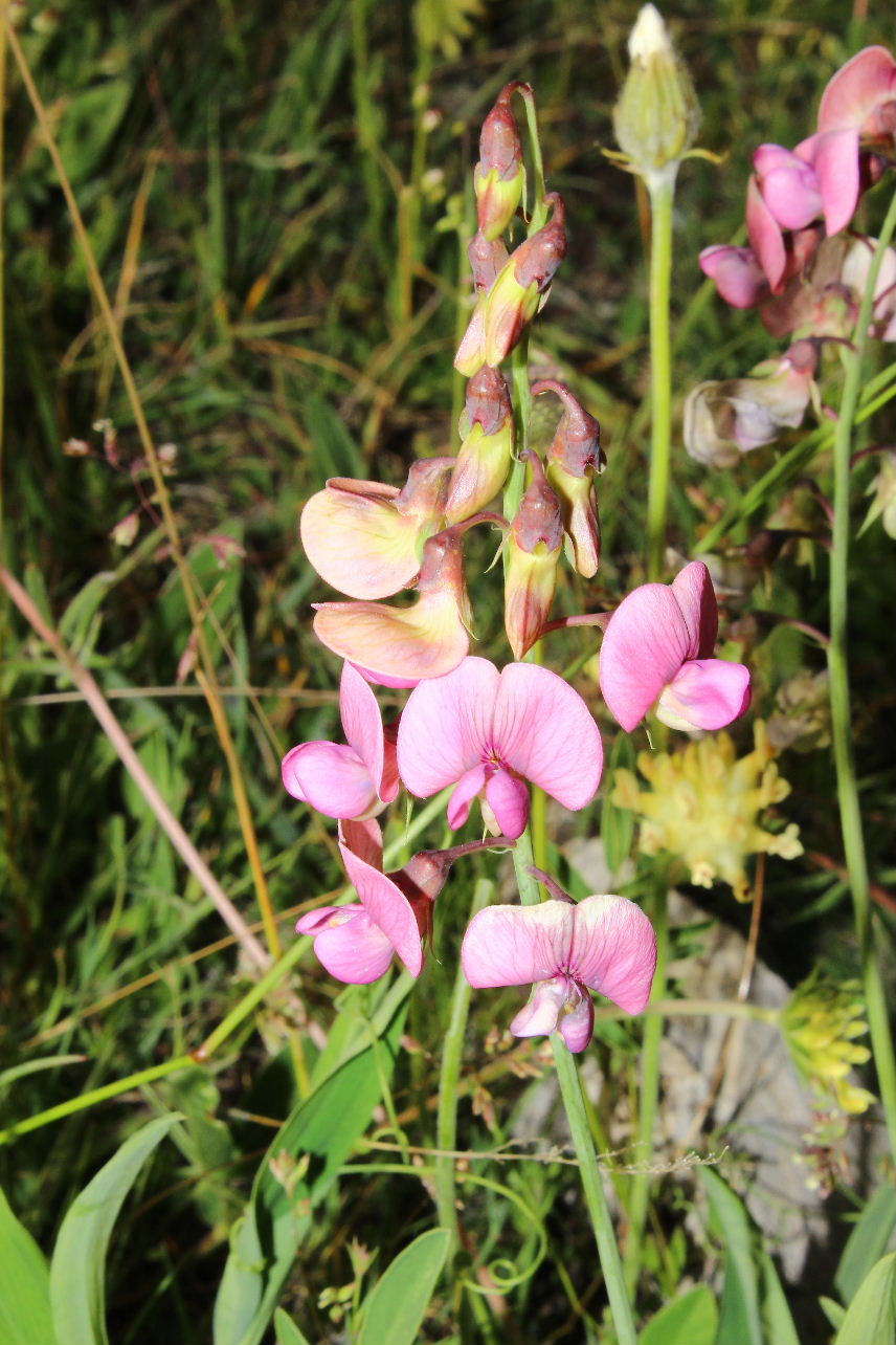 Lathyrus heterophyllus /  Cicerchia a foglie disuguali