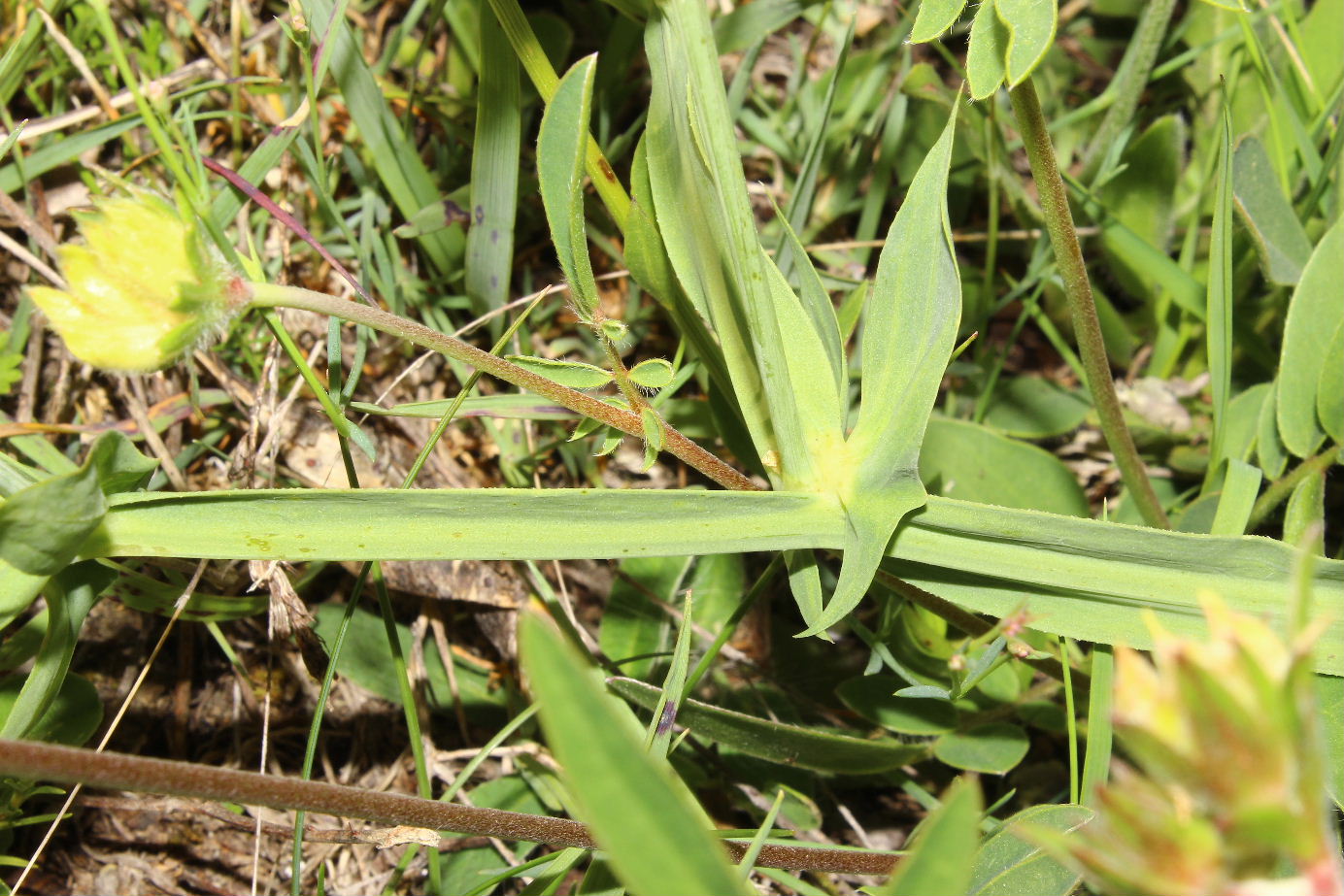 Lathyrus heterophyllus /  Cicerchia a foglie disuguali