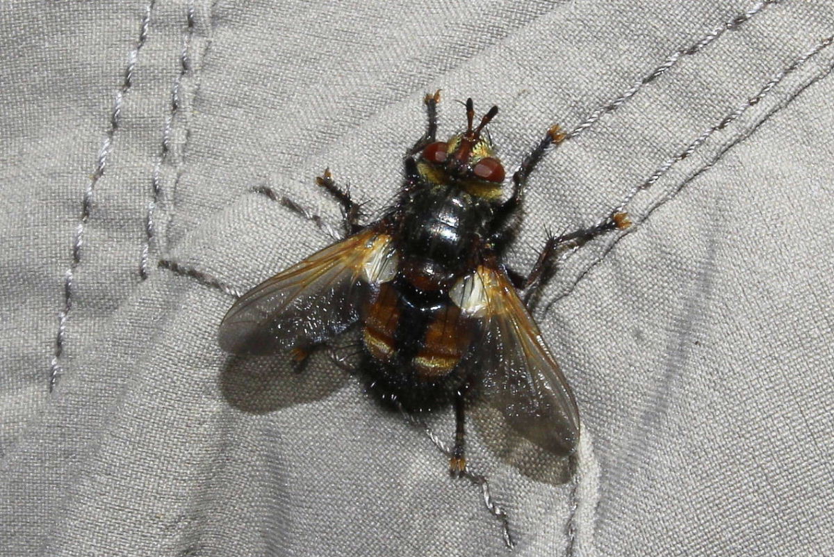 Tachina sp. (Tachinidae)