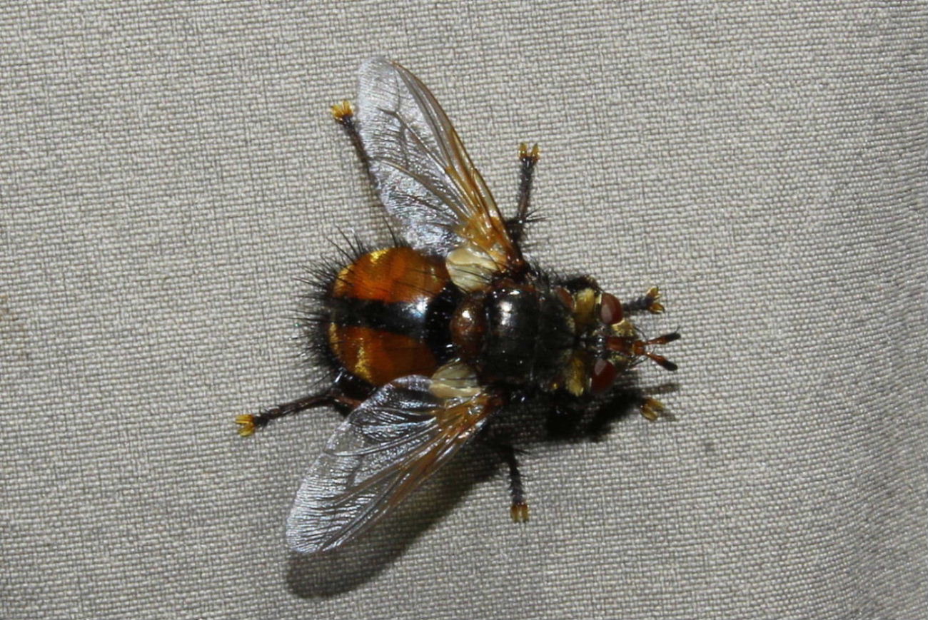 Tachina sp. (Tachinidae)