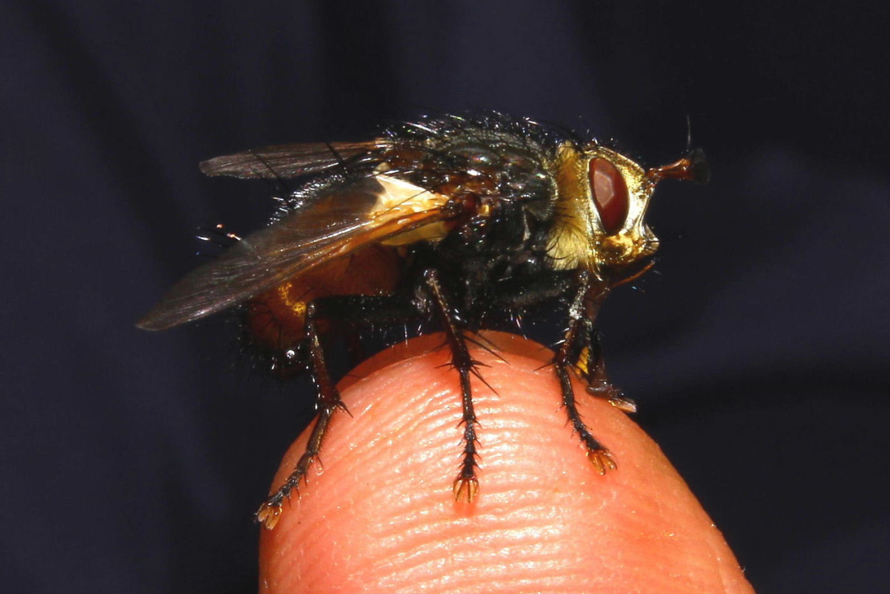 Tachina sp. (Tachinidae)