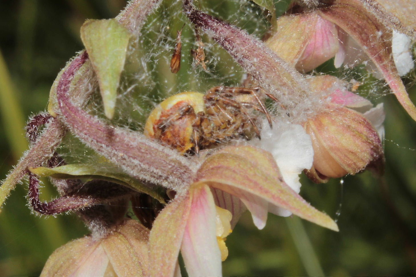 Araneus quadratus - Monte Aiona (GE)