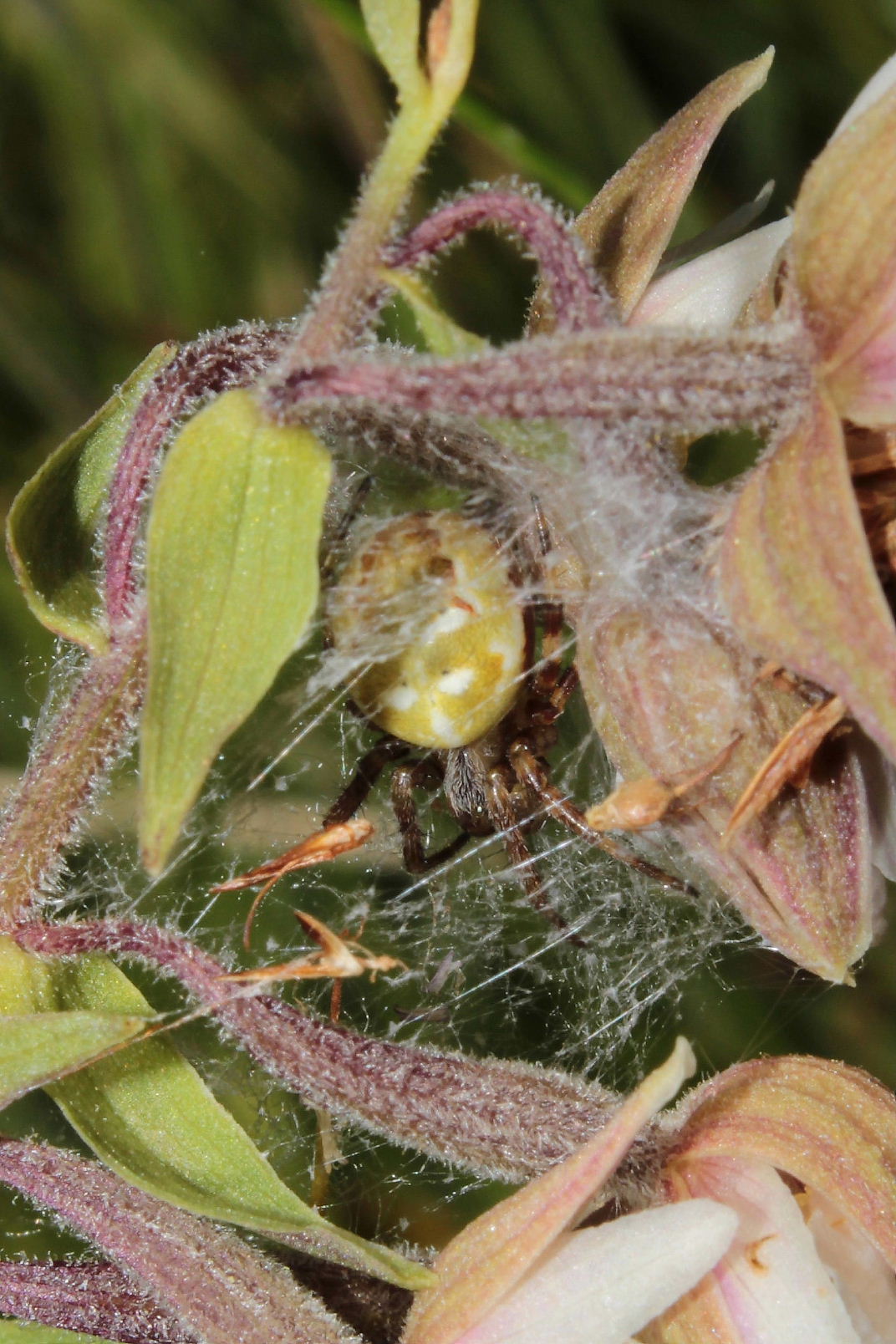 Araneus quadratus - Monte Aiona (GE)