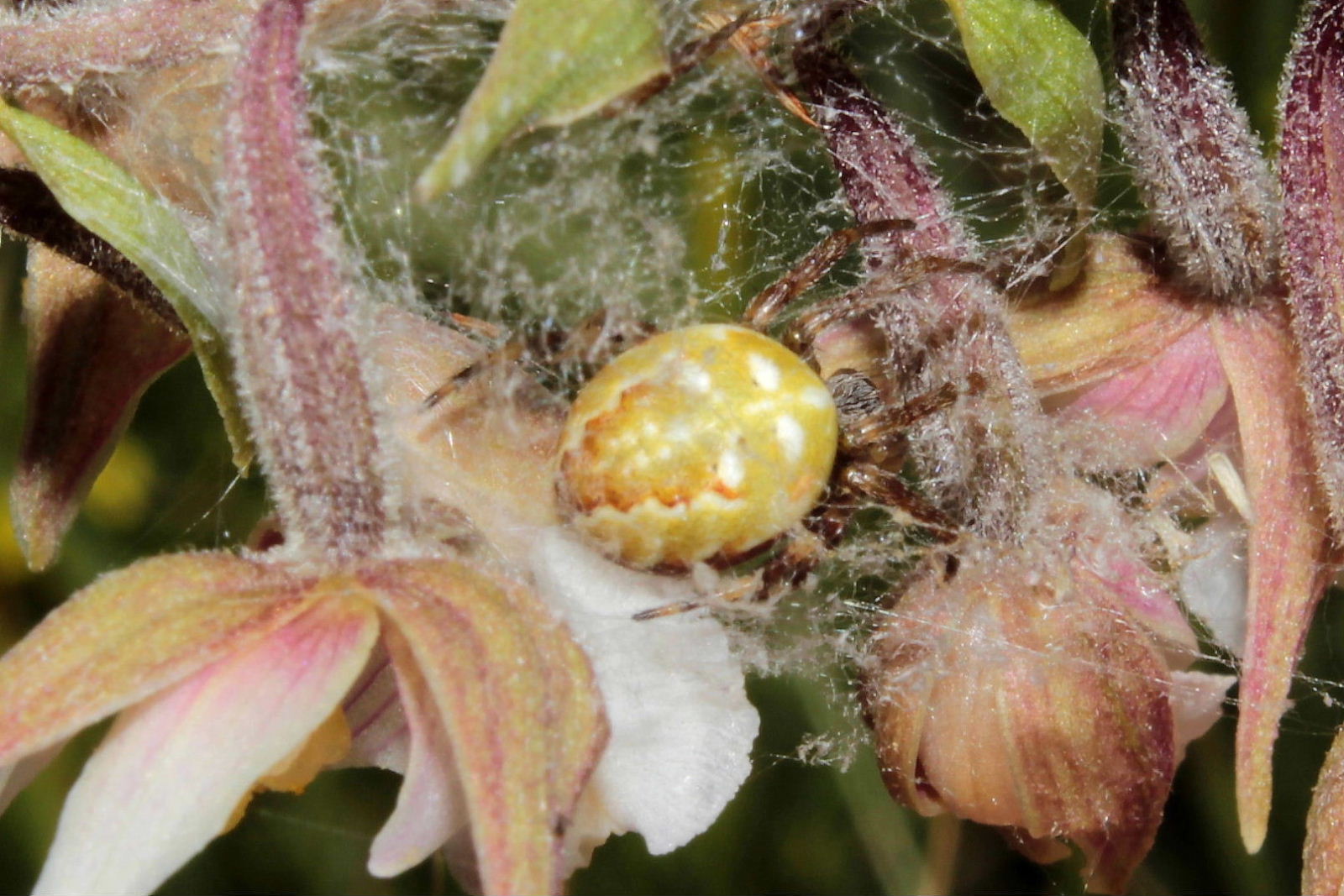 Araneus quadratus - Monte Aiona (GE)