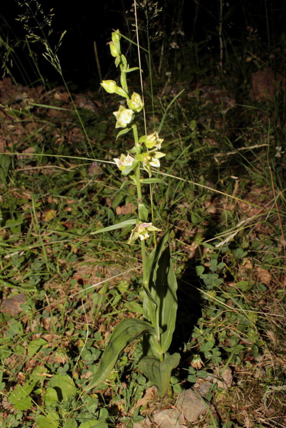 Epipactis  helleborine ??