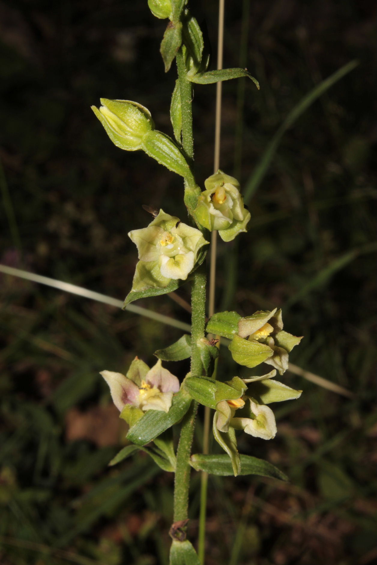 Epipactis  helleborine ??