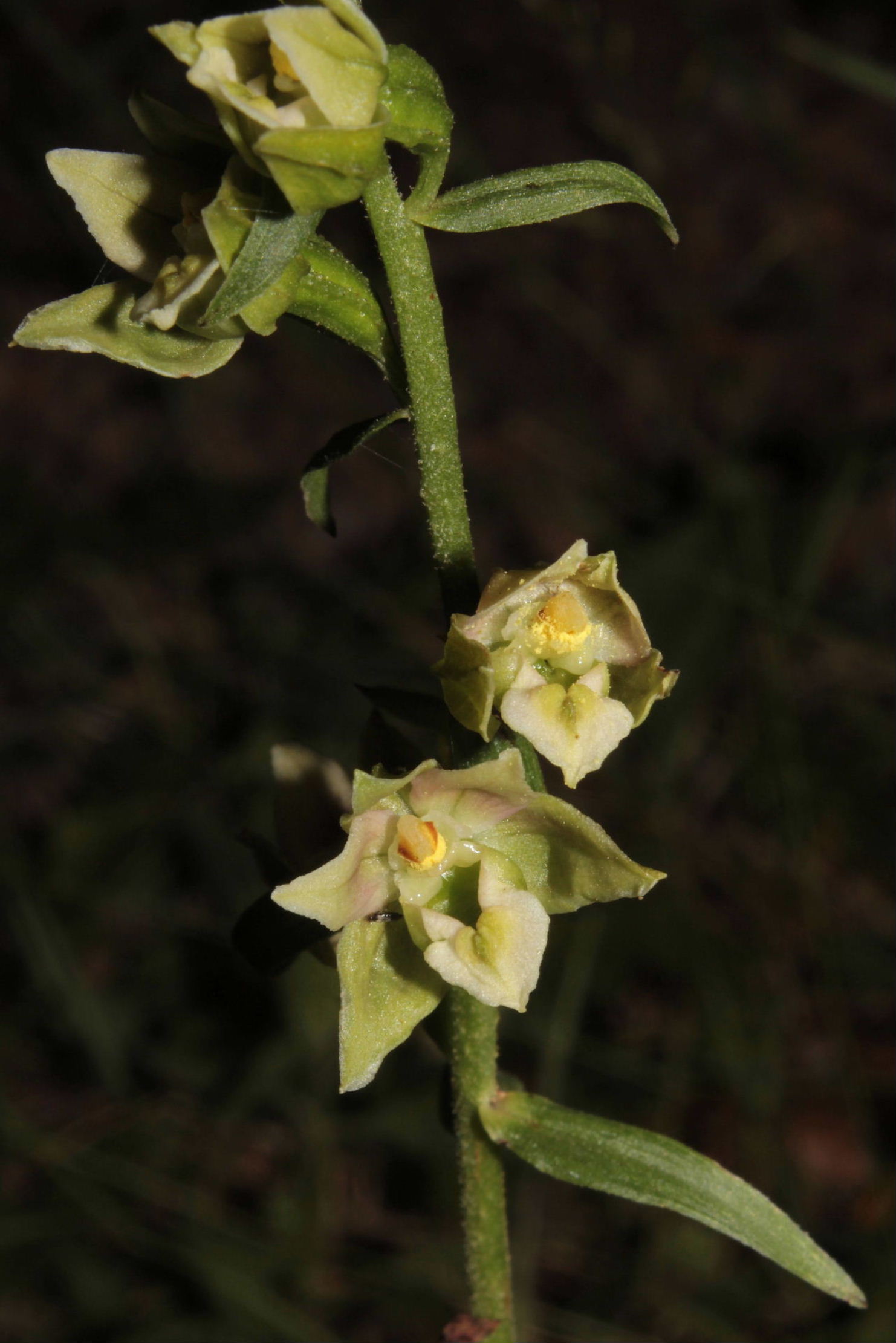 Epipactis  helleborine ??