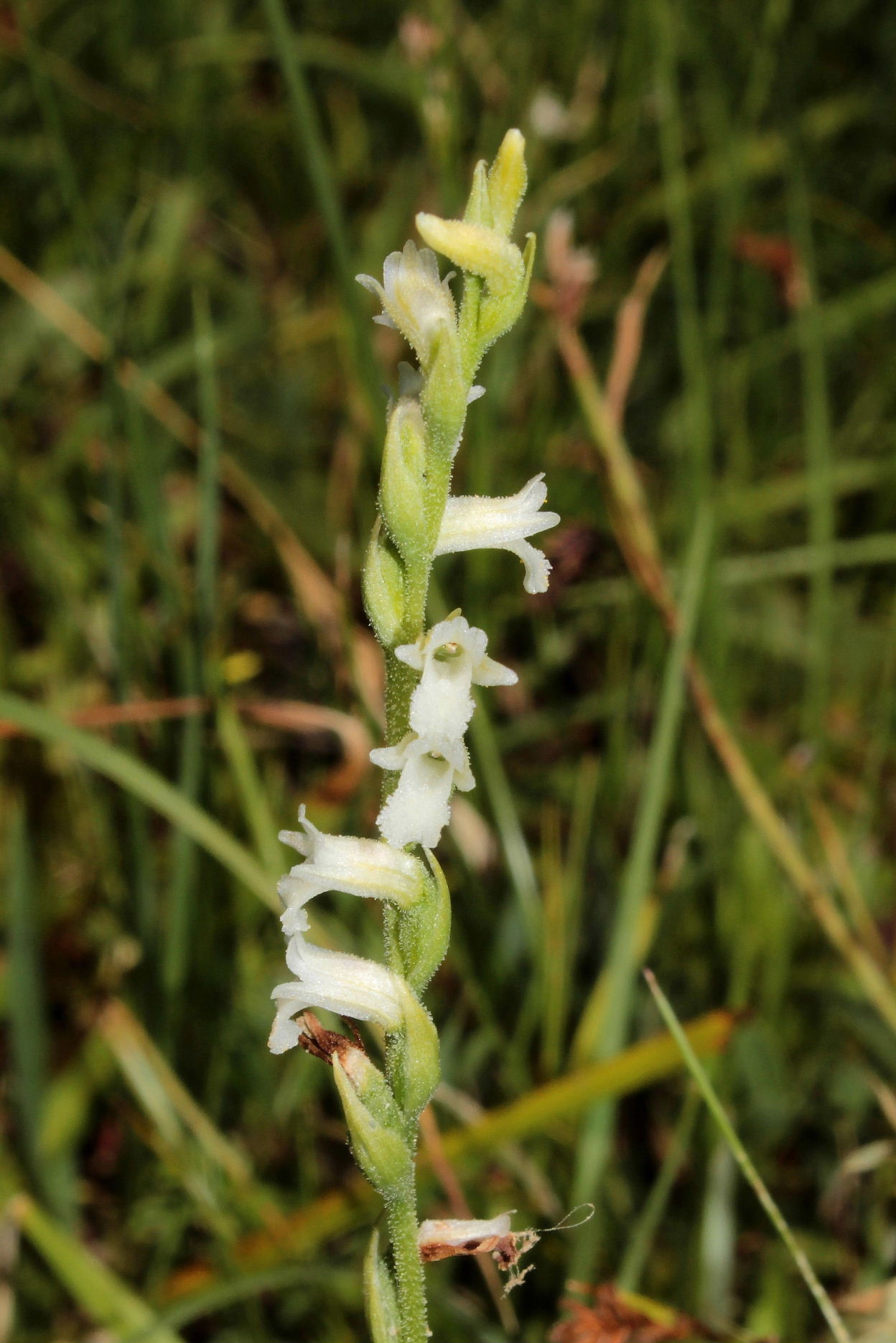 Spiranthes aestivalis