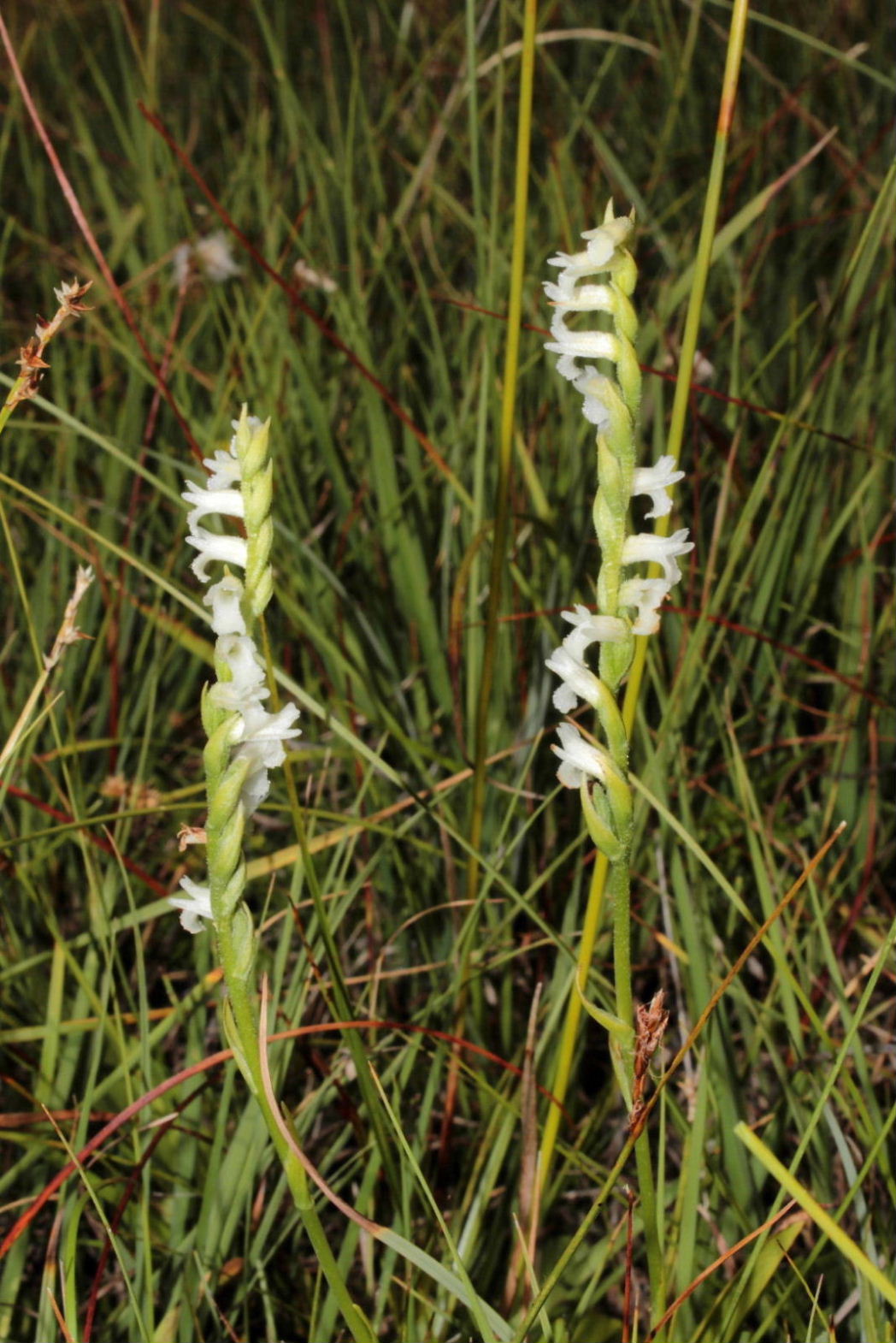 Spiranthes aestivalis