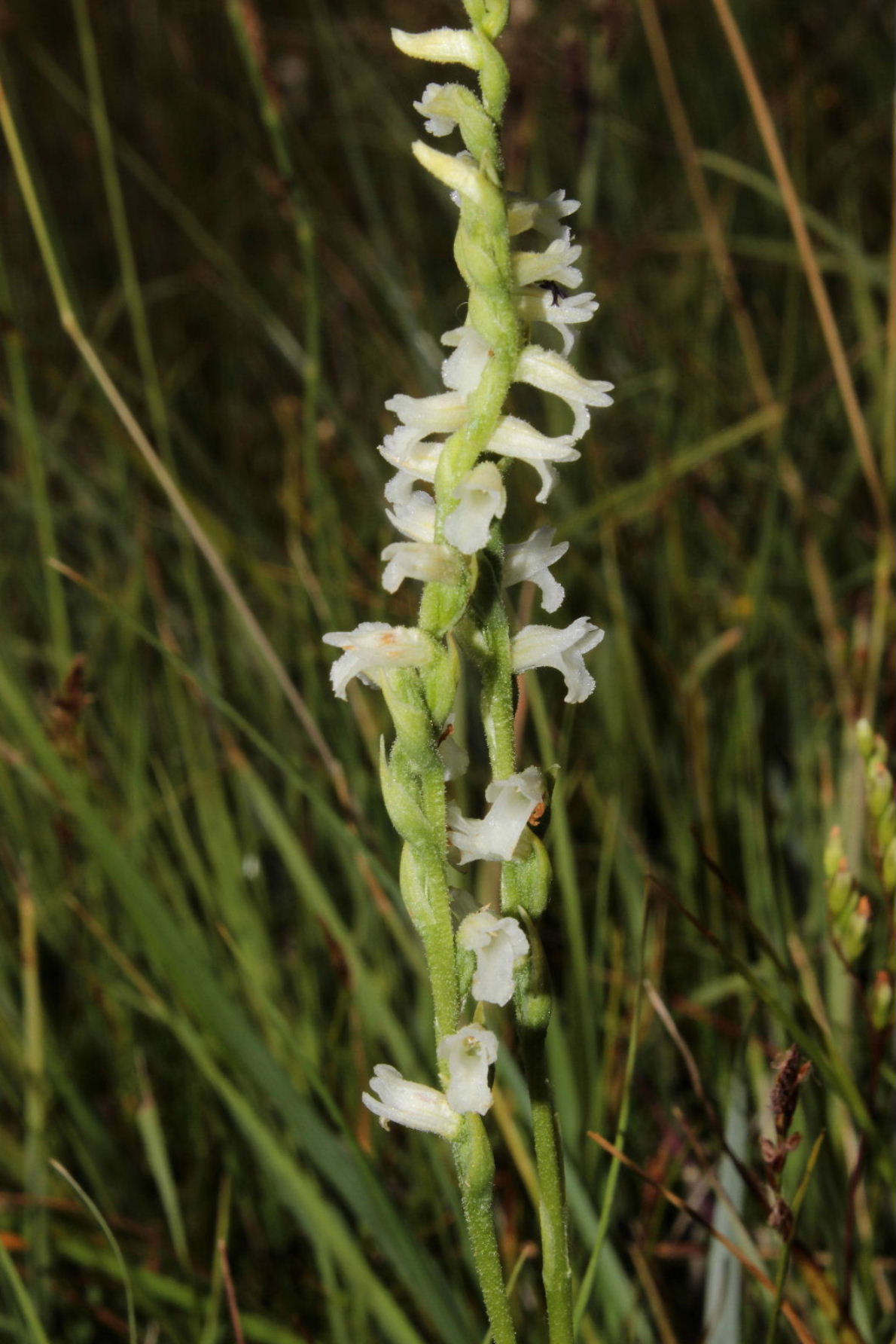 Spiranthes aestivalis