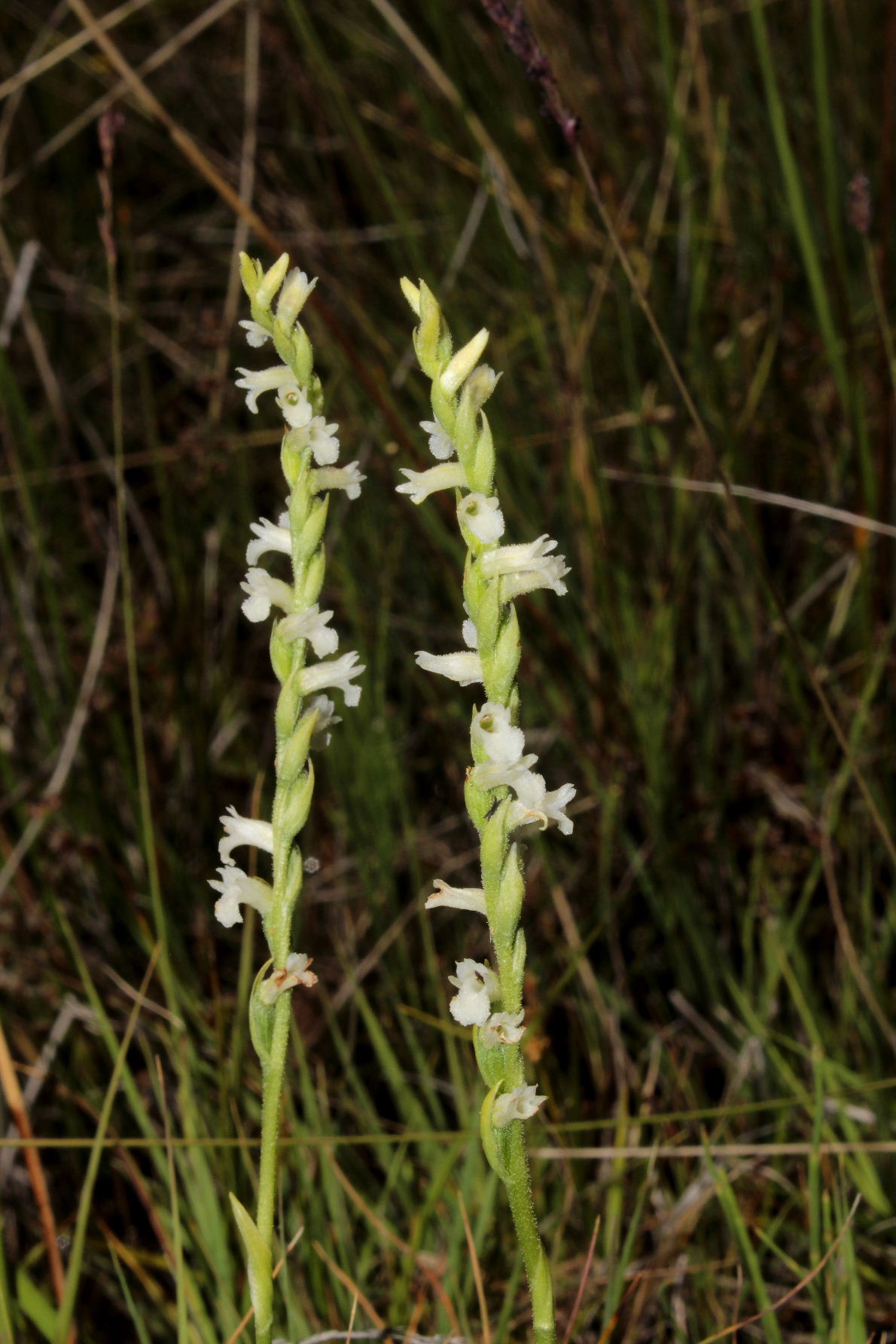 Spiranthes aestivalis