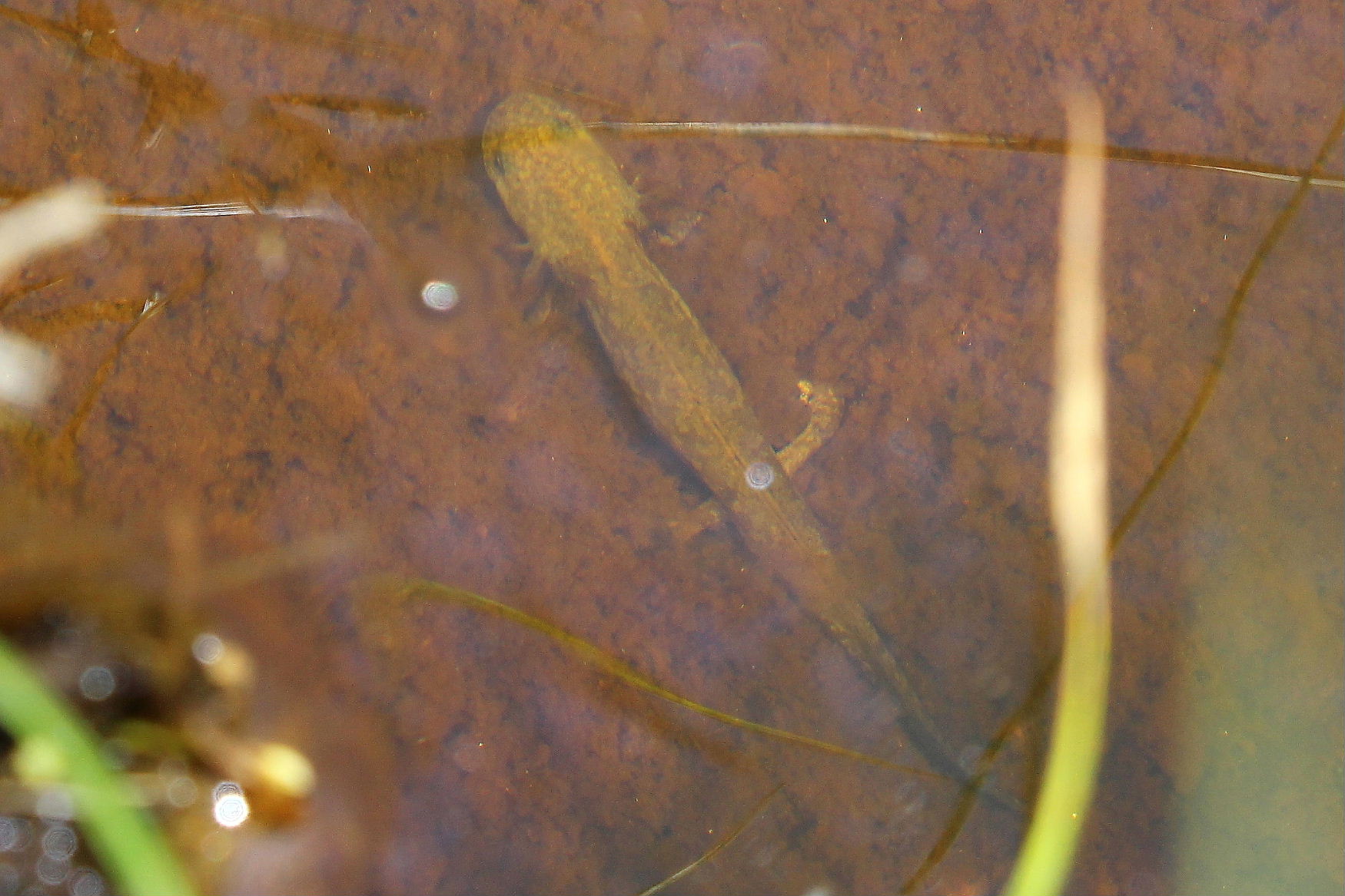 Larve di tritone ?? da det. - Triturus carnifex