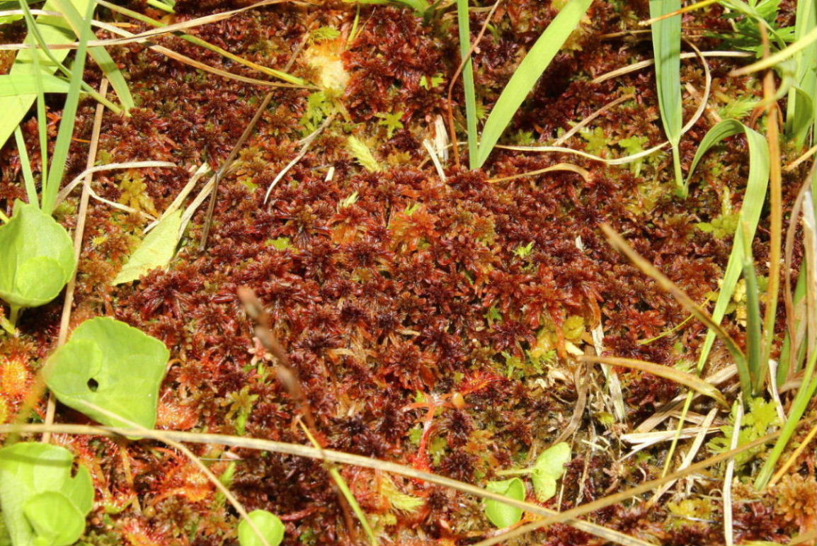 Sphagnum sp.