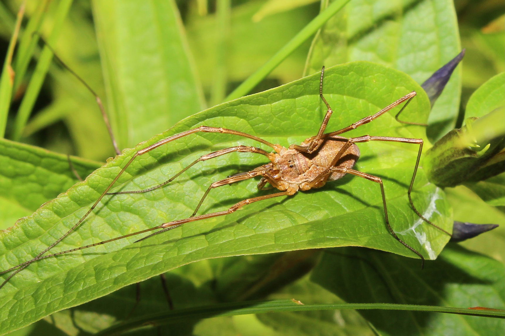 Mitopus morio (Phalangiidae)