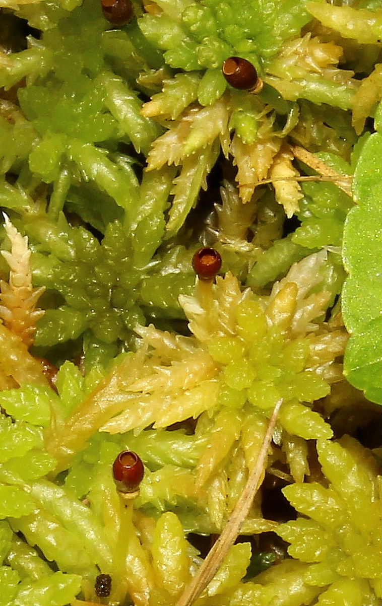 Sphagnum magellanicum