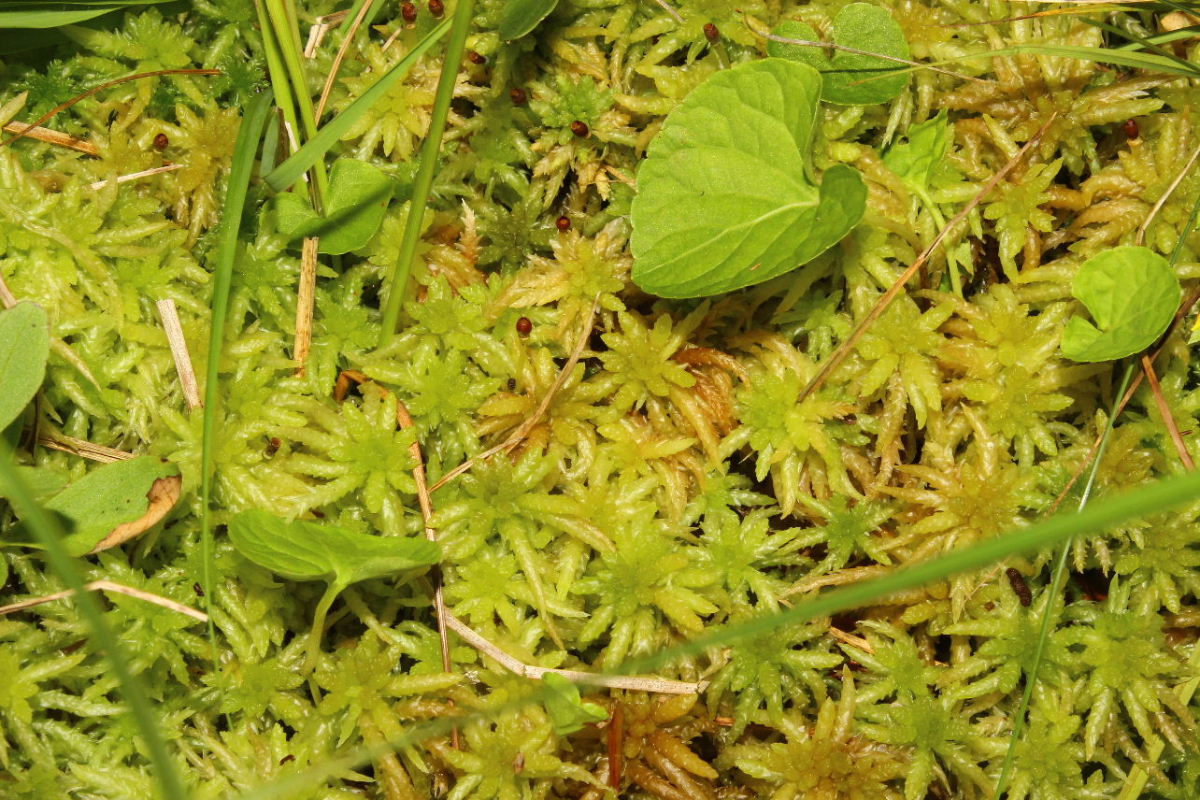 Sphagnum magellanicum