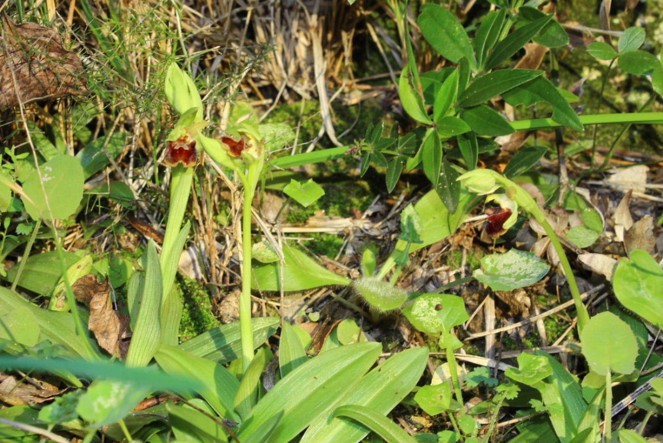 Ophrys massiliensisGenova